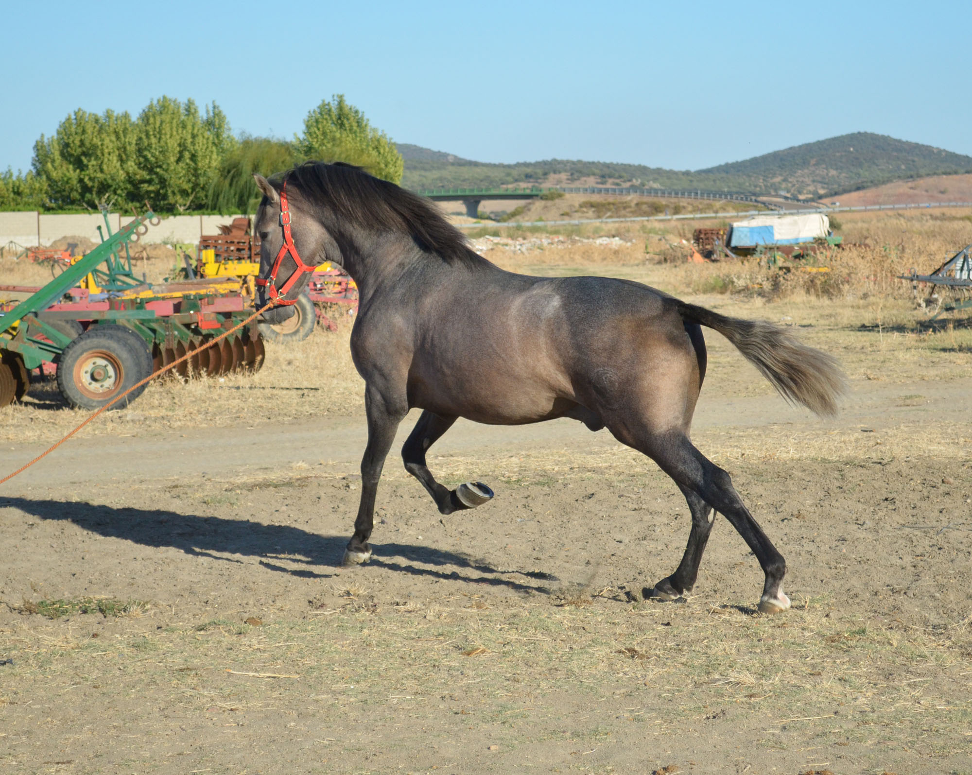 Caballo en Venta