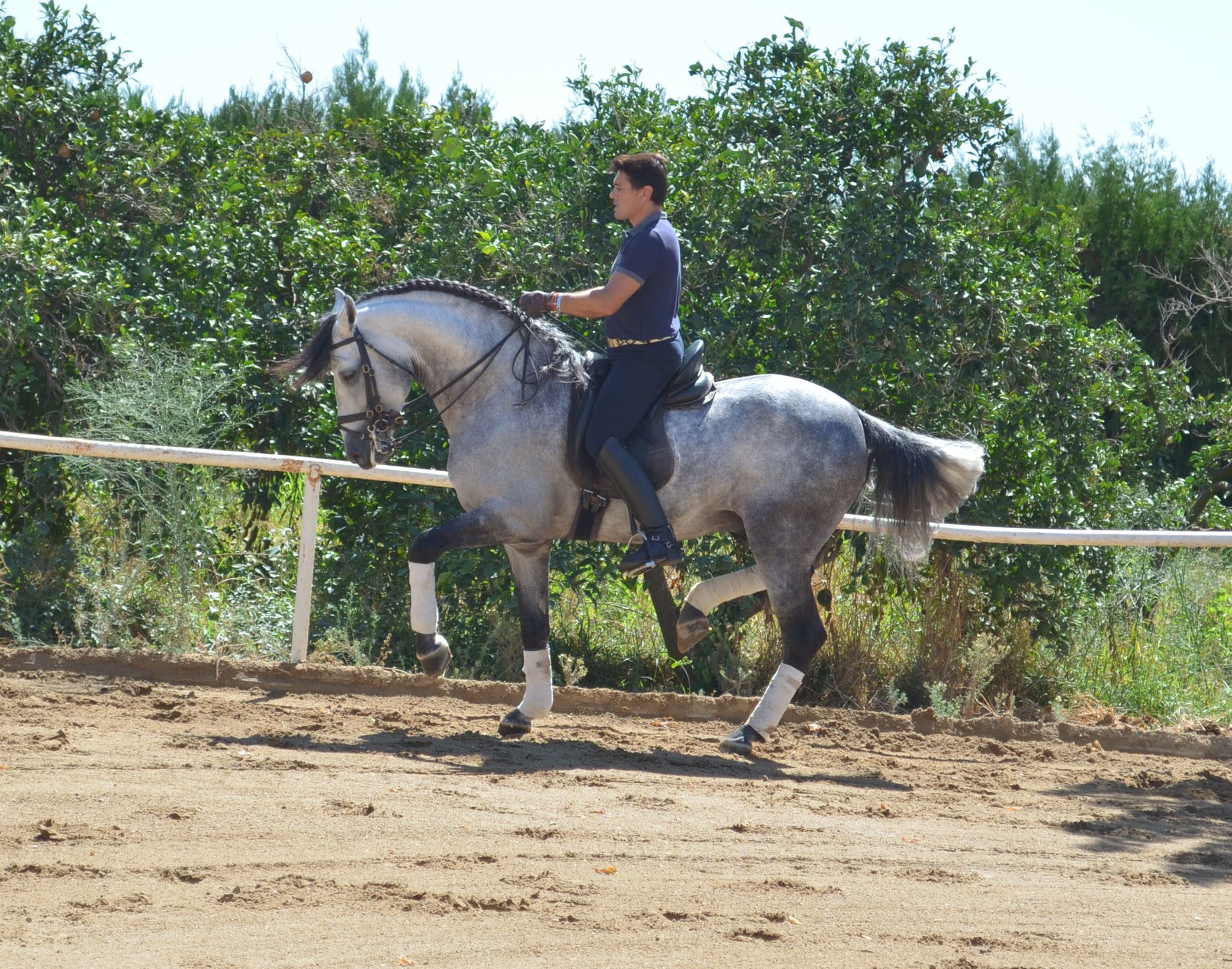 Listado de Caballos en Venta