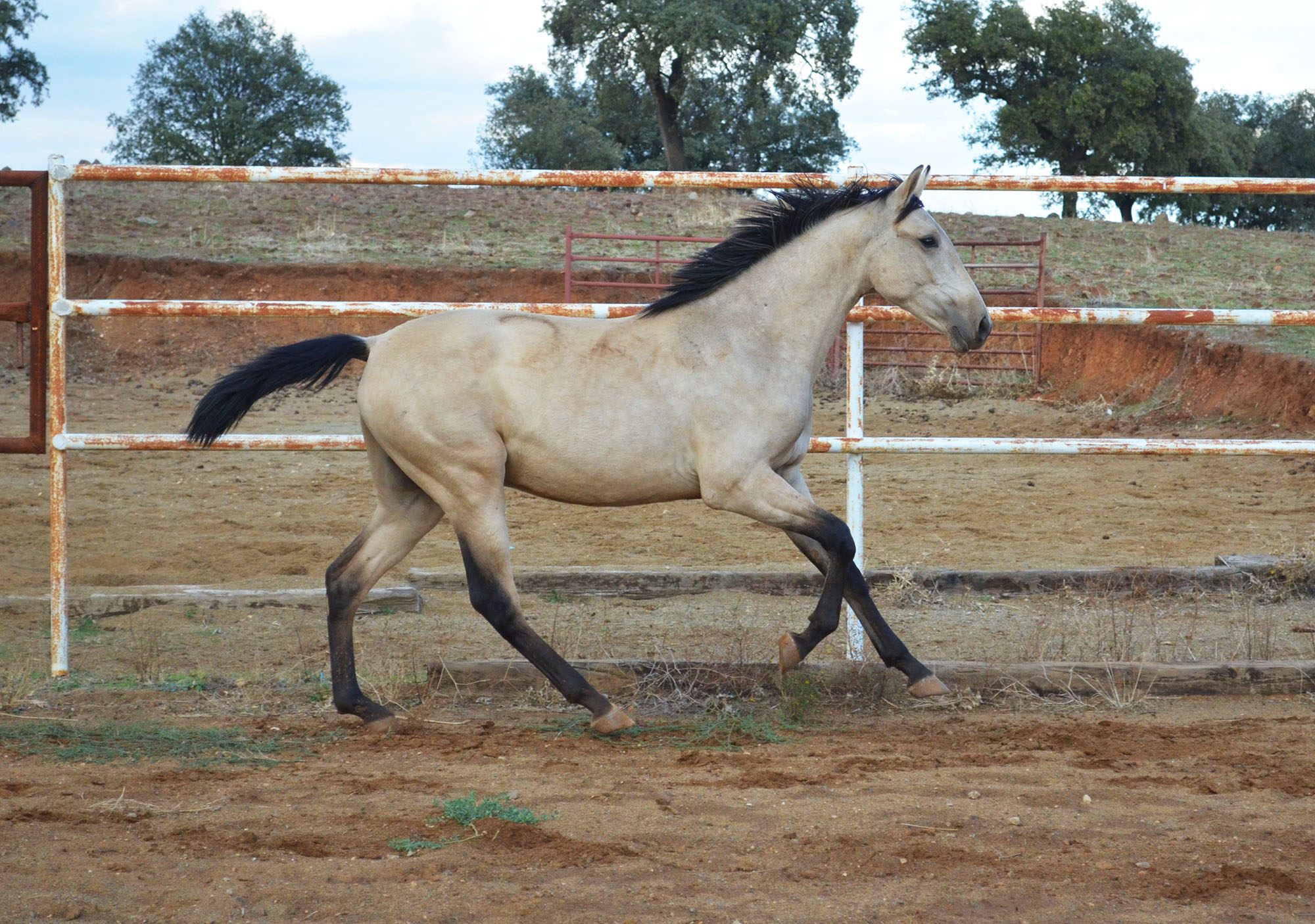 Comprar Caballo