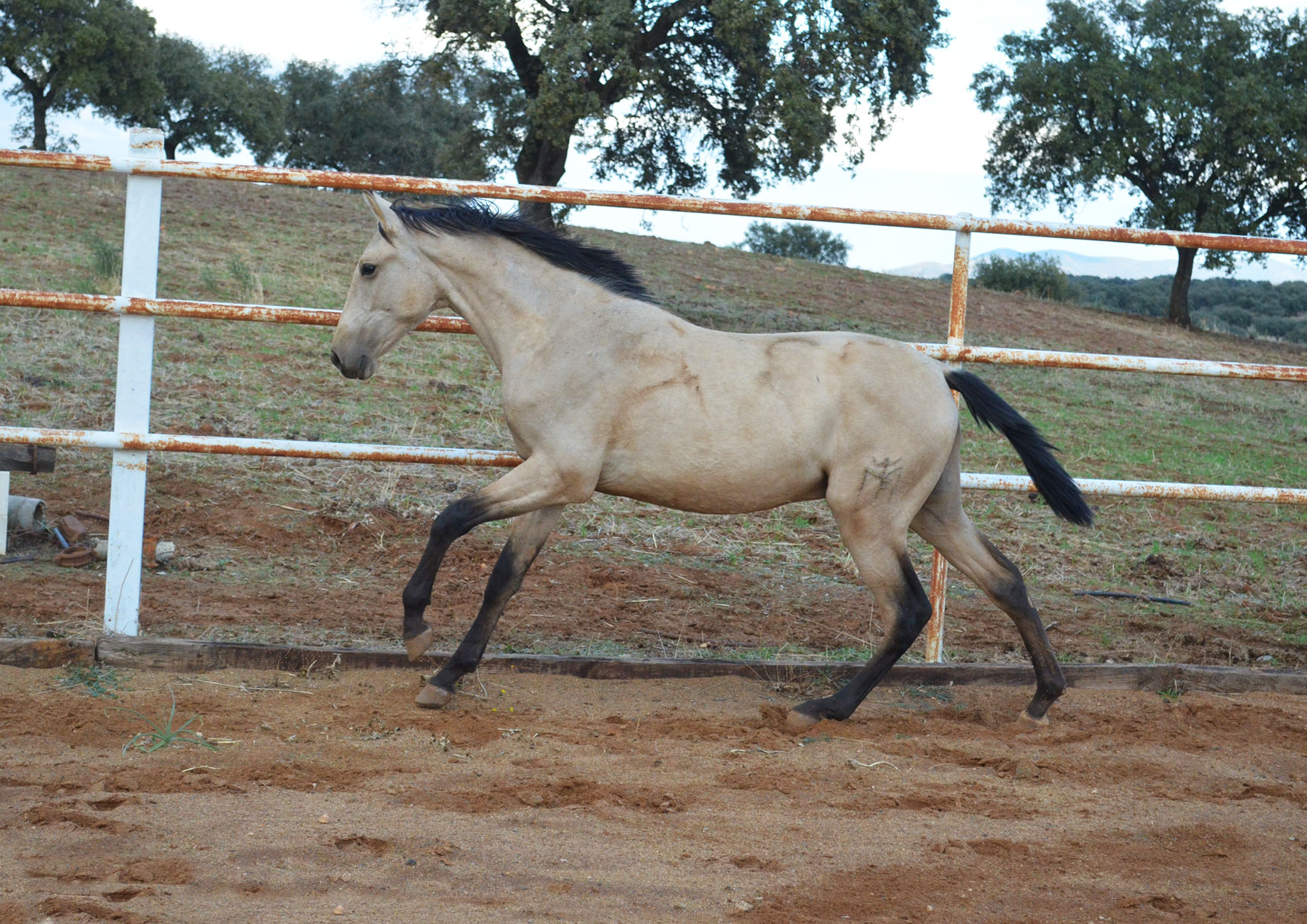 Listado de Potros en Venta