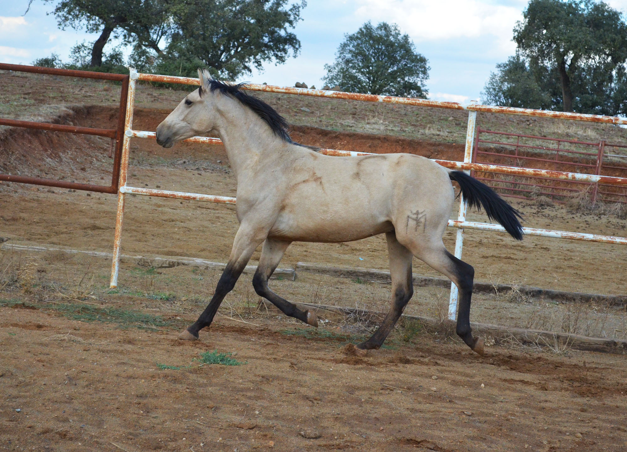 Caballo en Venta