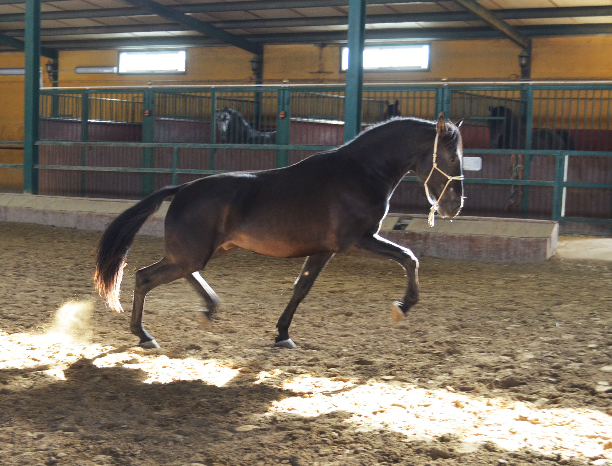 Caballo en Venta
