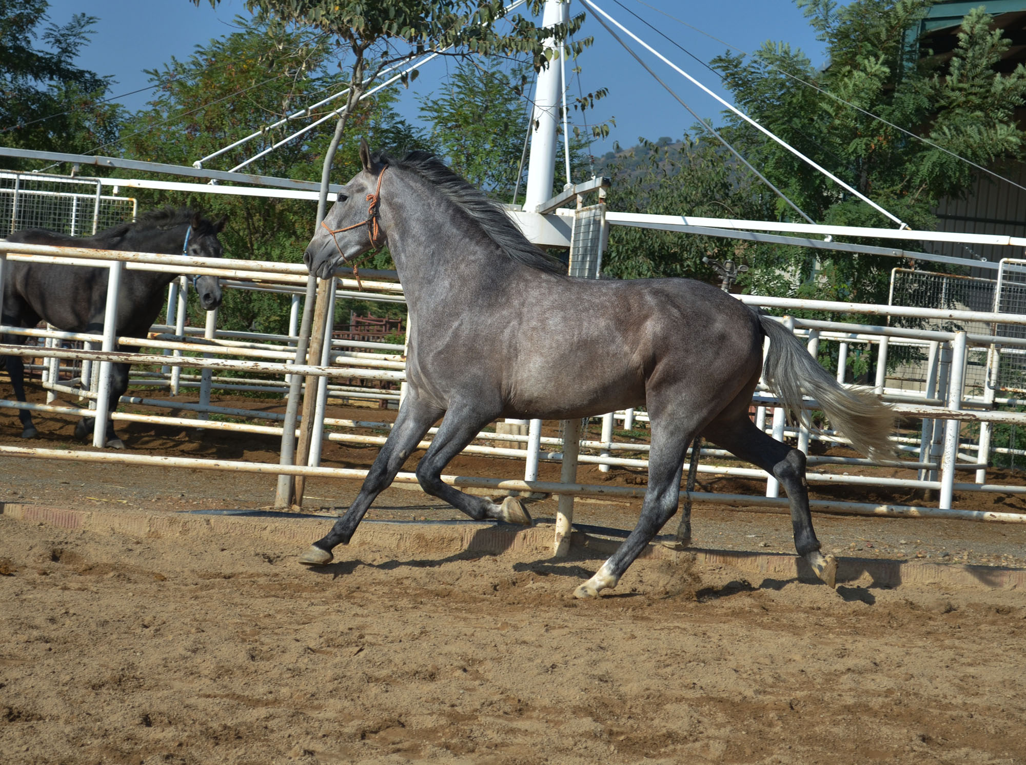 Caballo en Venta
