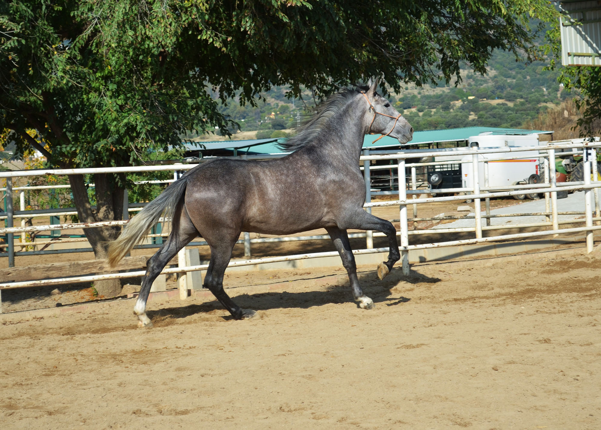 Listado de Potros en Venta