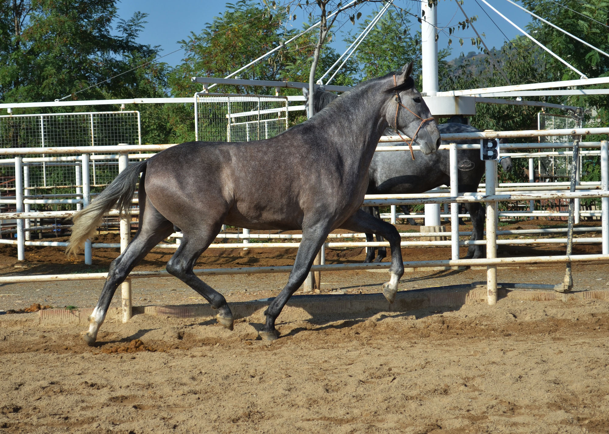 Caballo en Venta