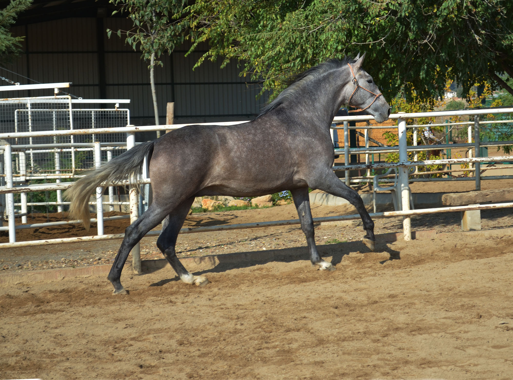 Caballo en Venta