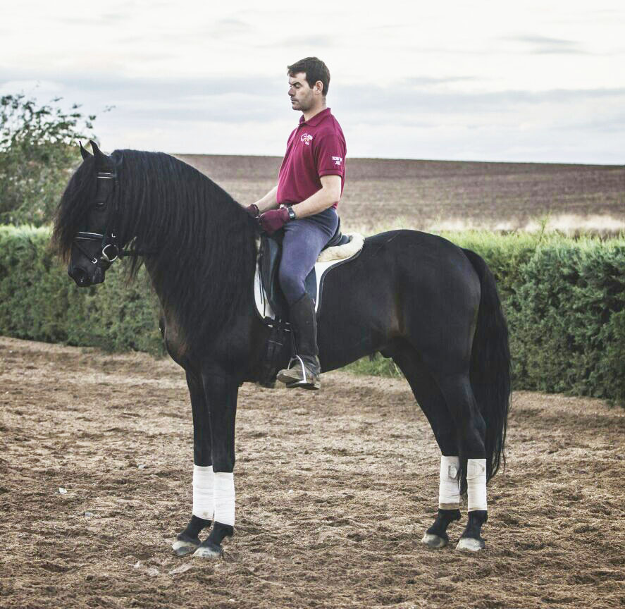 Caballo en Venta