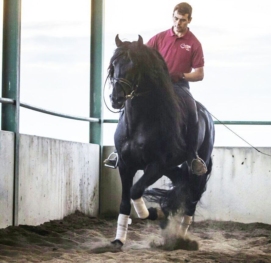 Listado de Caballos en Venta