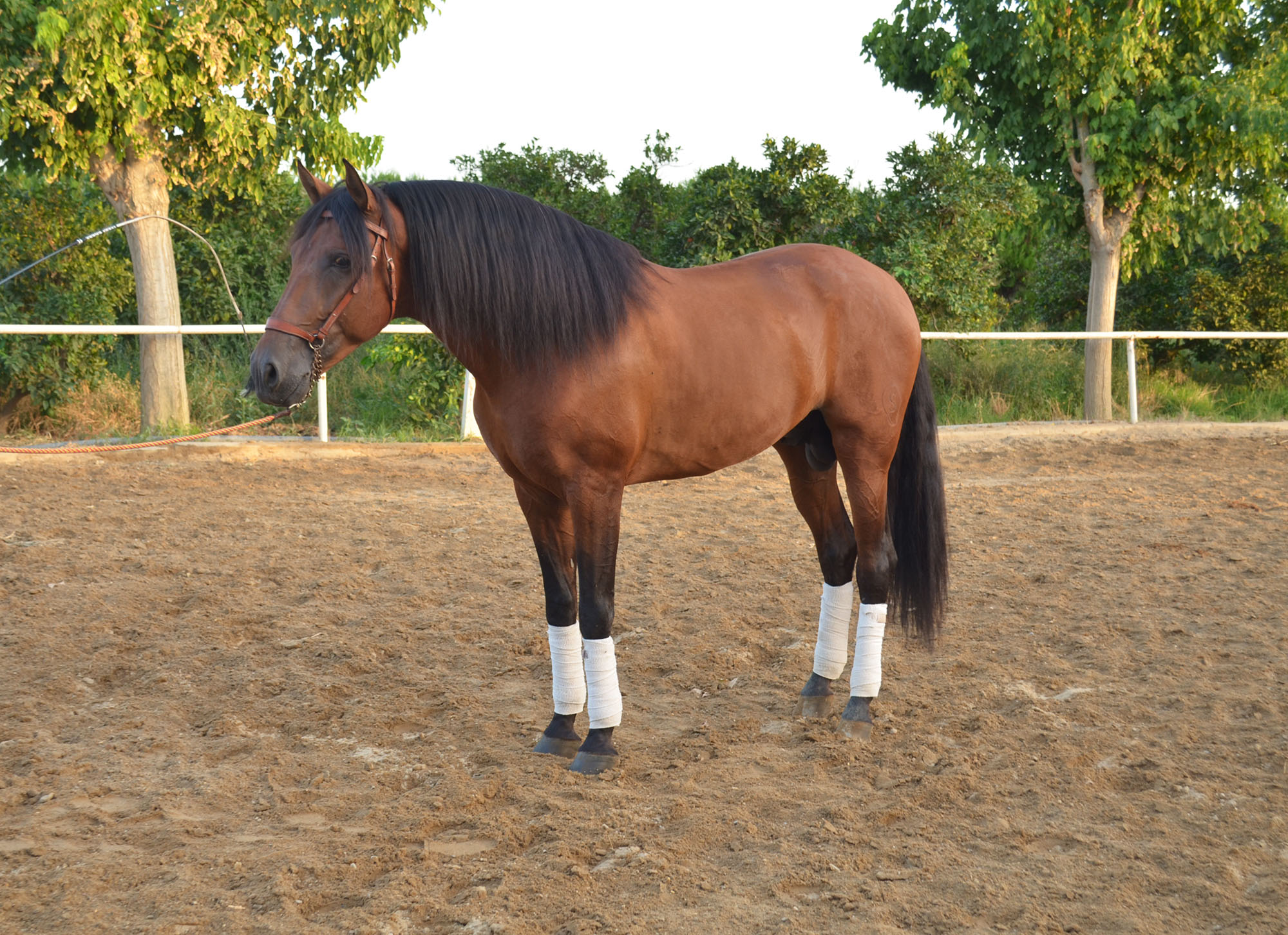 Listado de Caballos en Venta