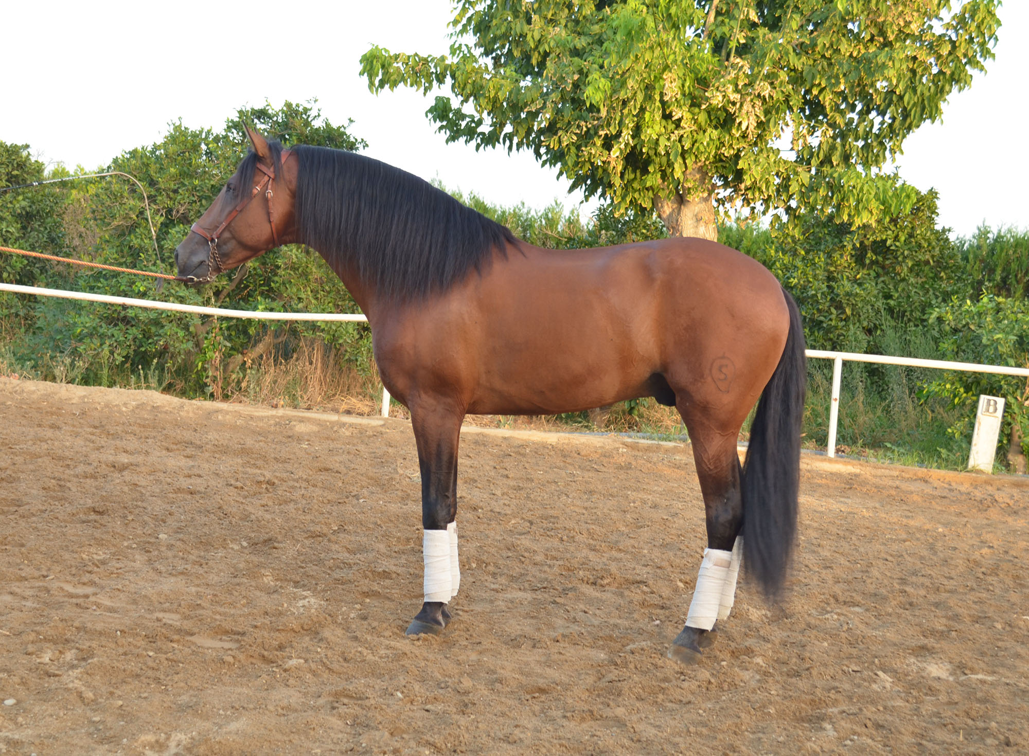 Caballo en Venta