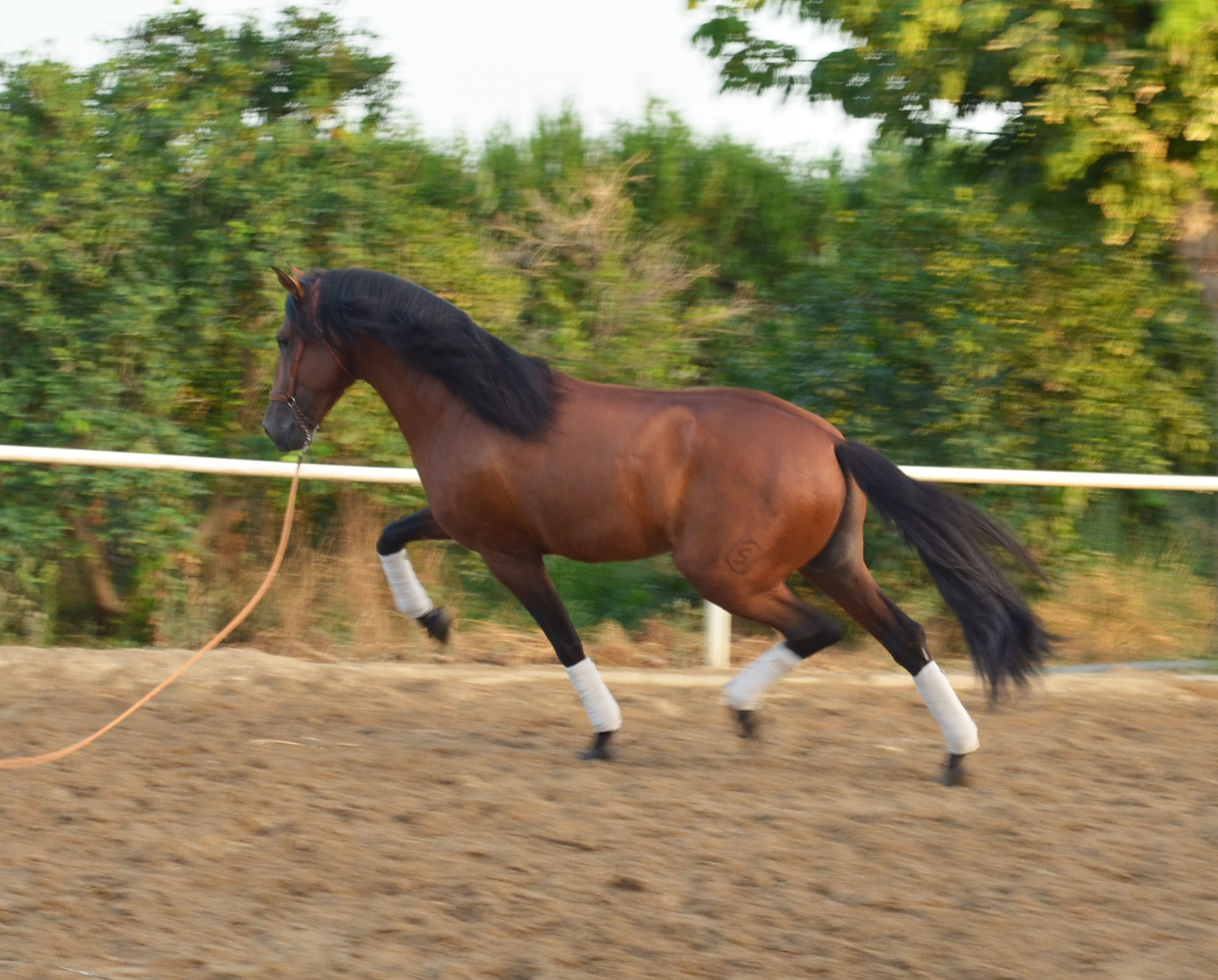 Listado de Caballos en Venta