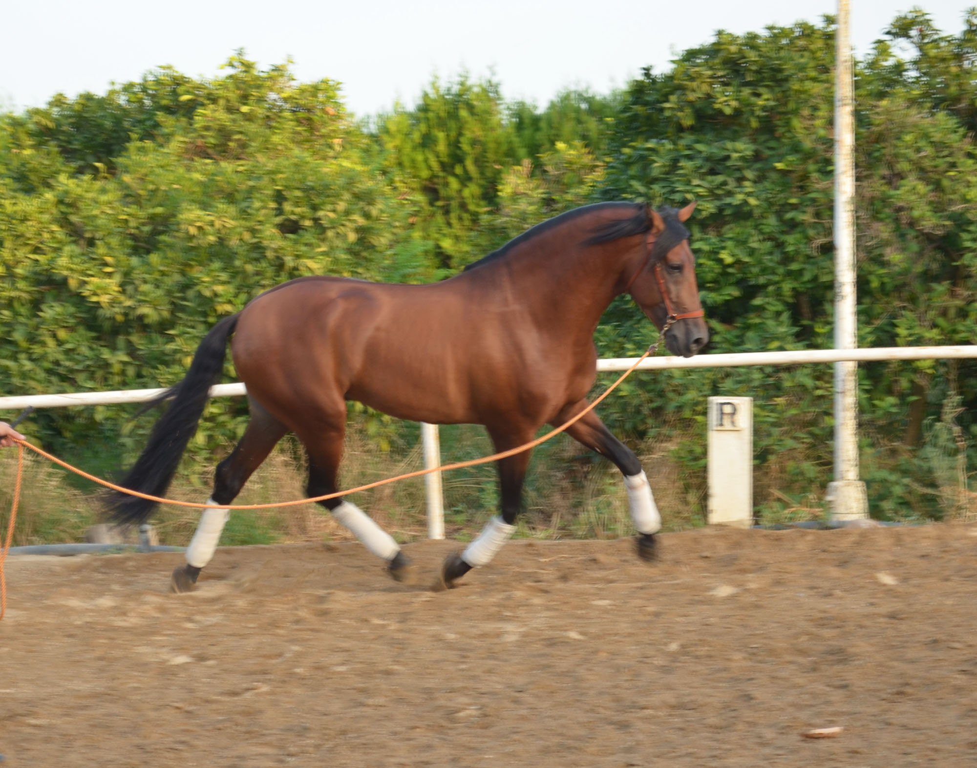 Listado de Caballos en Venta