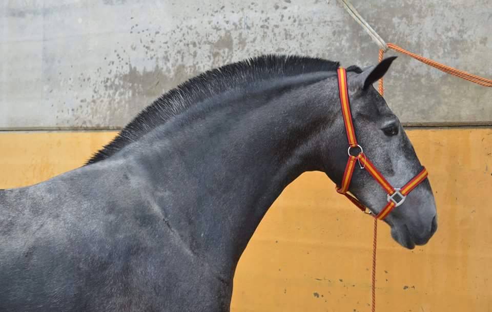 Caballo en Venta