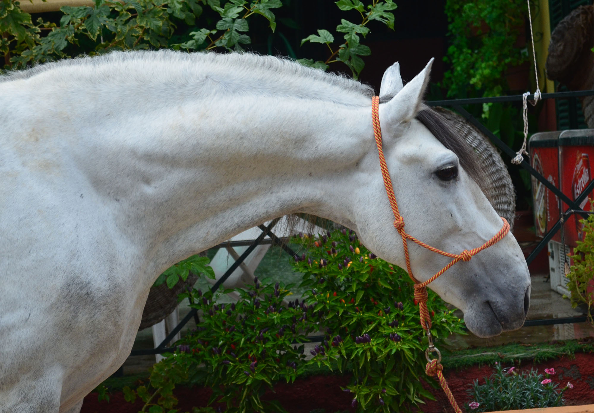 Listado de Caballos en Venta