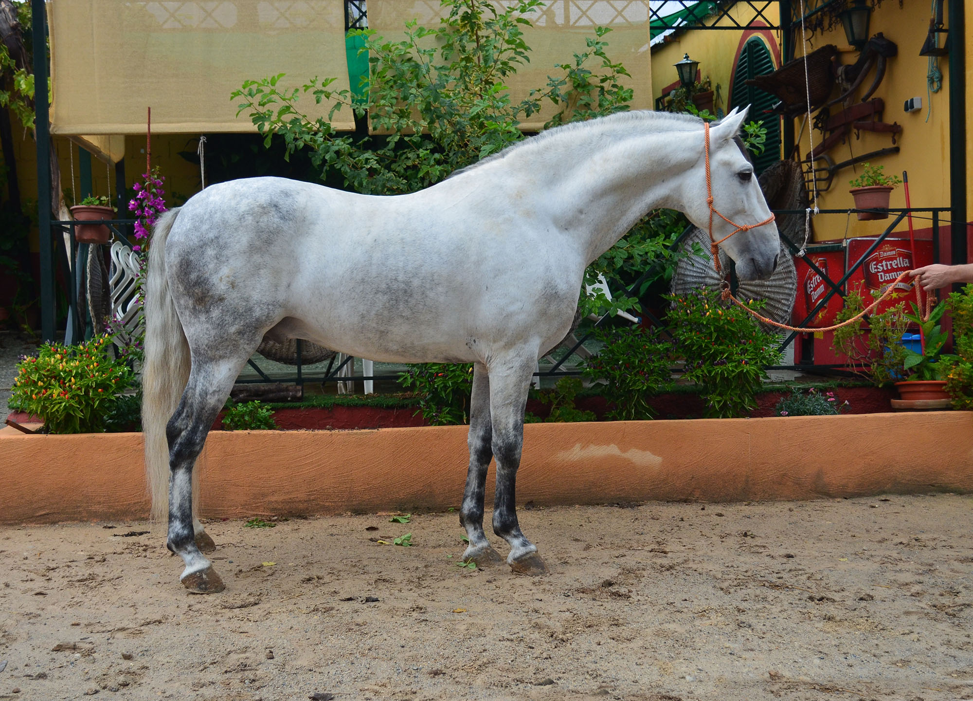 Listado de Caballos en Venta