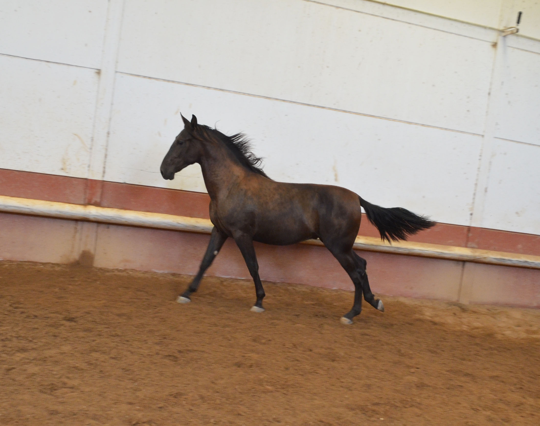 Comprar Caballo