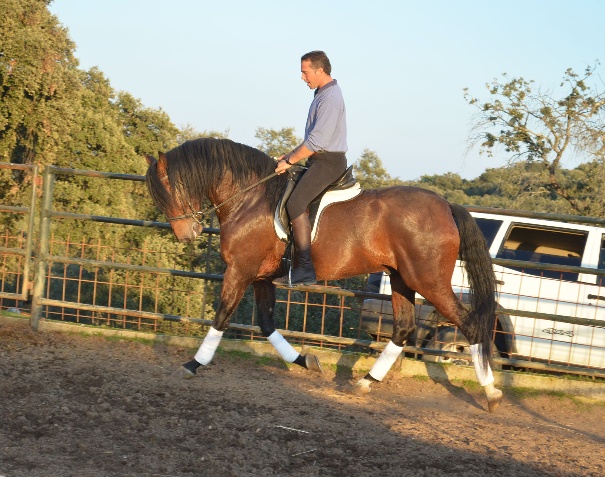 Caballo en Venta