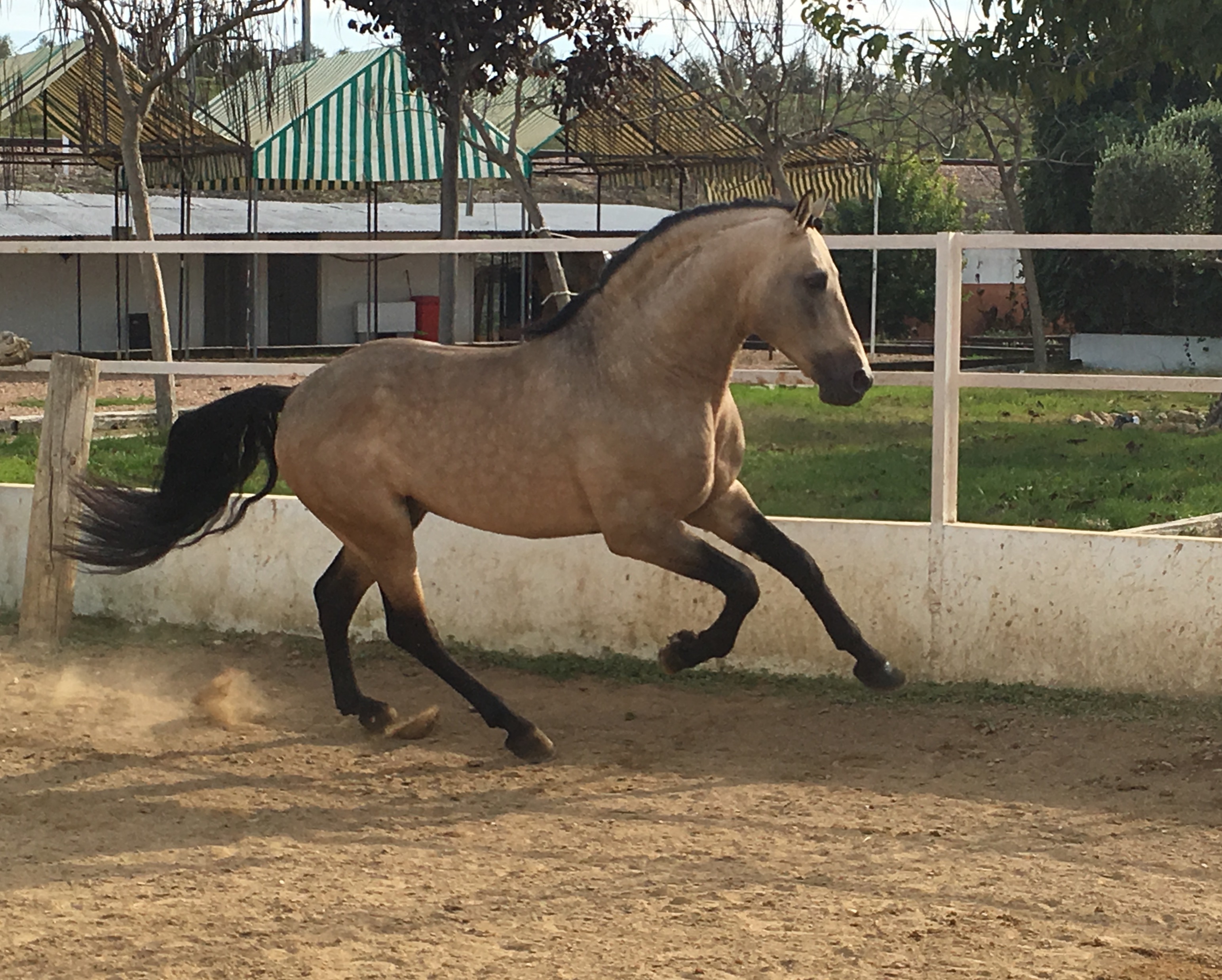 Listado de Caballos en Venta