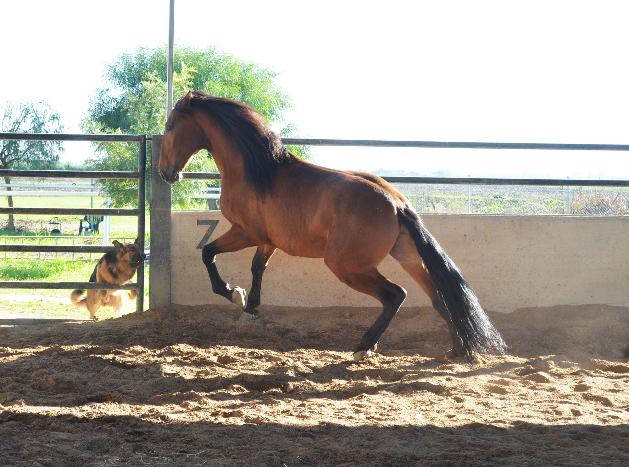 Listado de Caballos en Venta