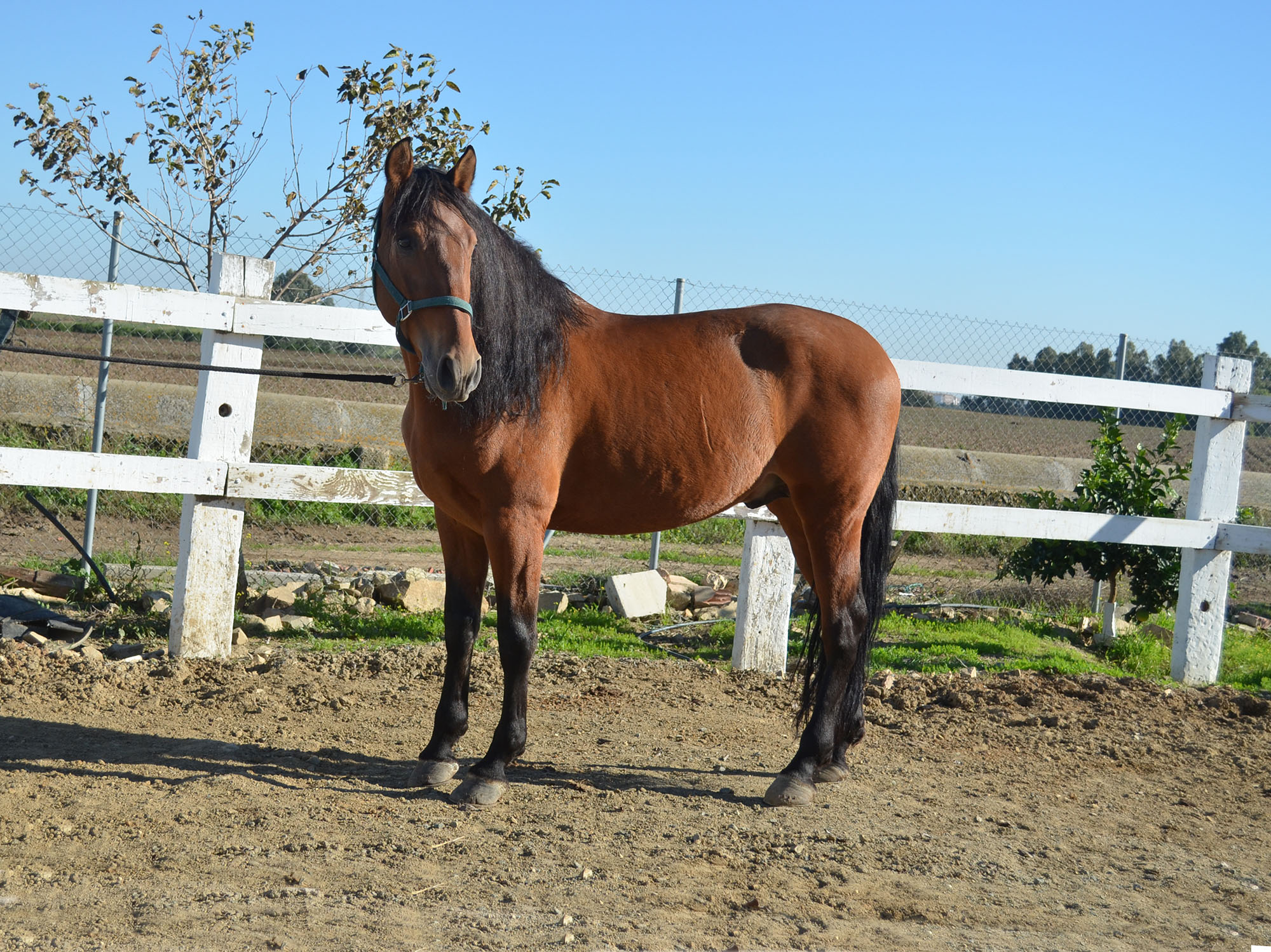 Caballo en Venta