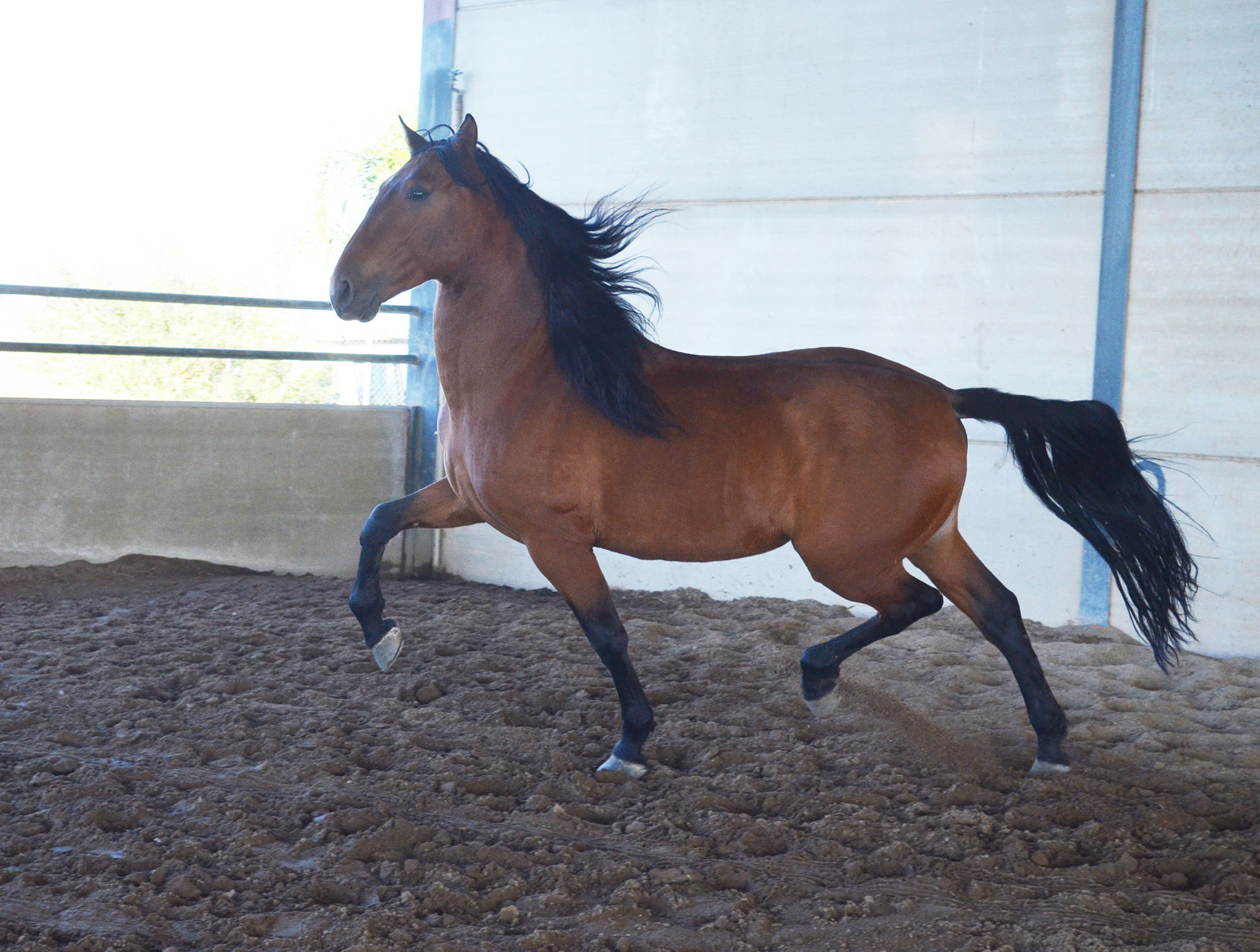 Listado de Caballos en Venta