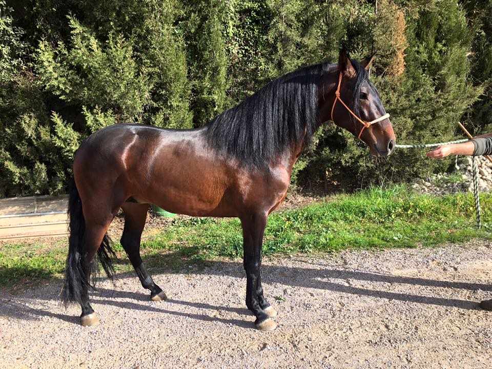 Caballo en Venta