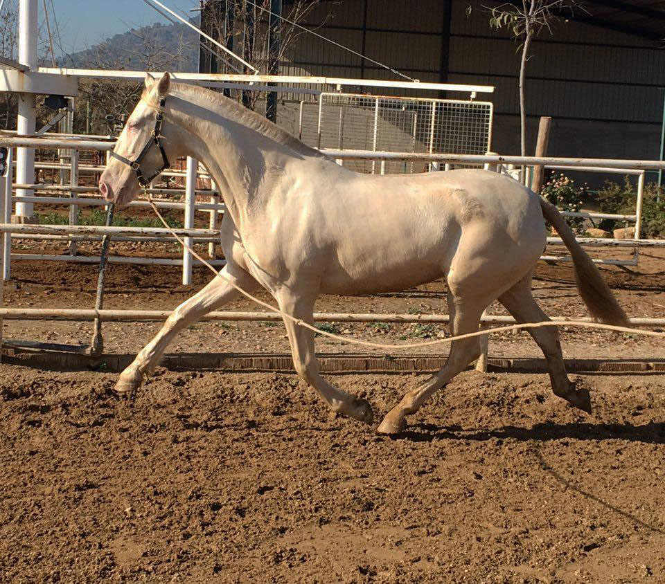 Caballo en Venta