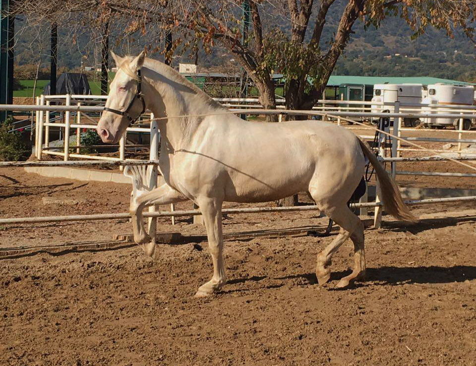 Caballo en Venta