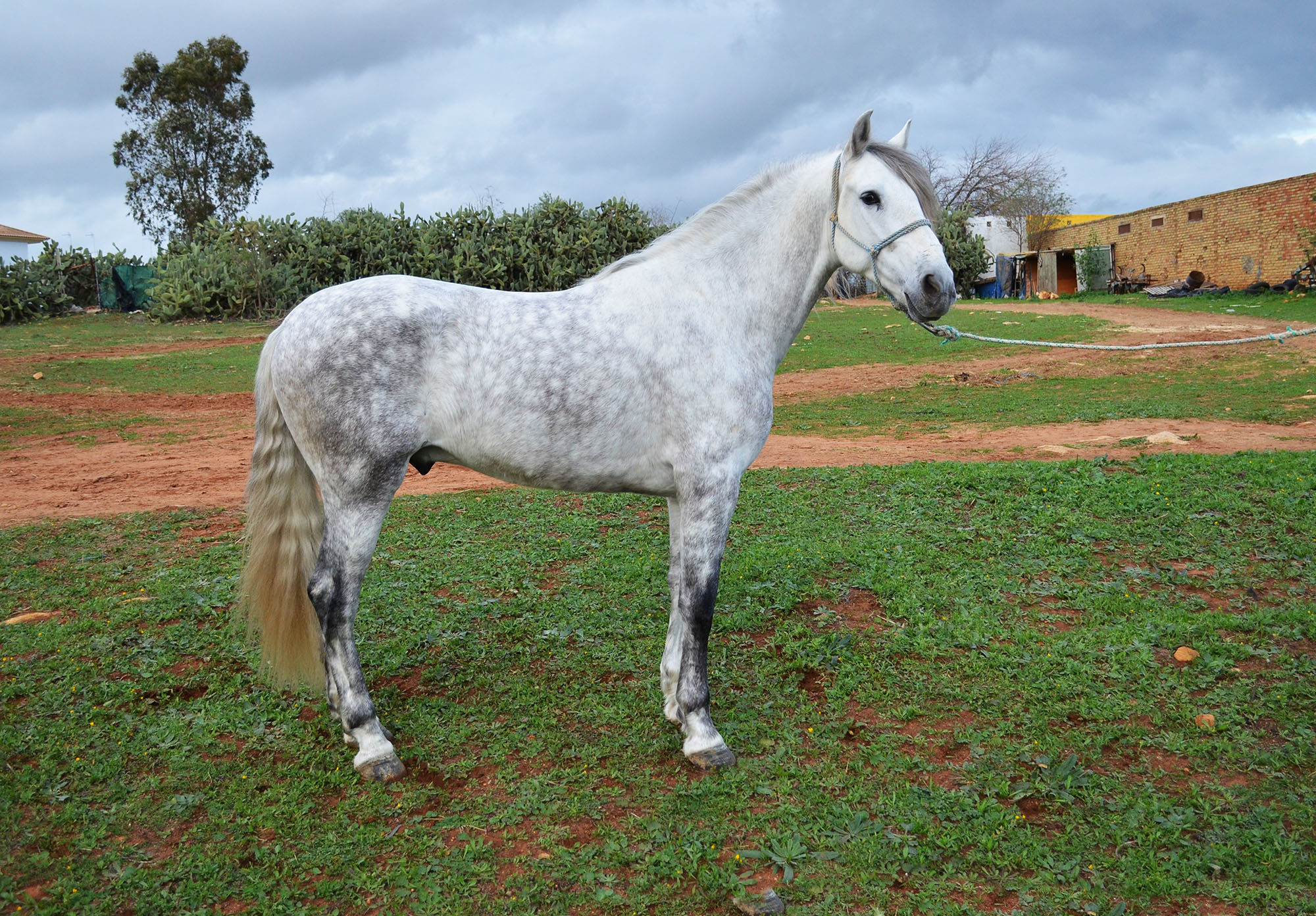 Listado de Caballos en Venta