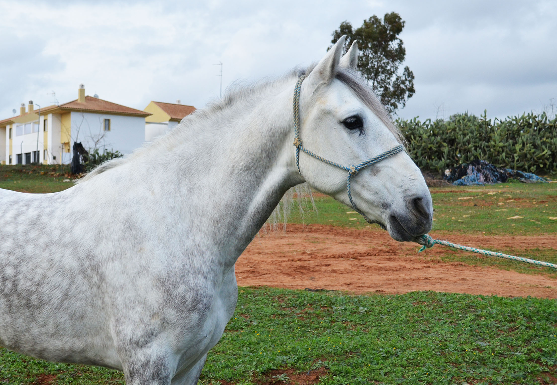 Listado de Caballos en Venta