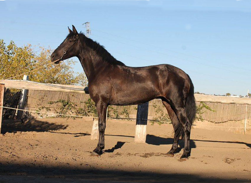 Caballo en Venta