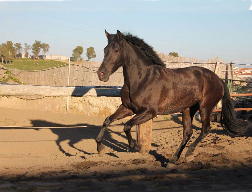 Comprar Caballo