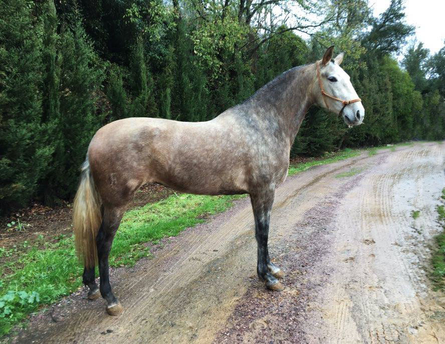 Caballo en Venta