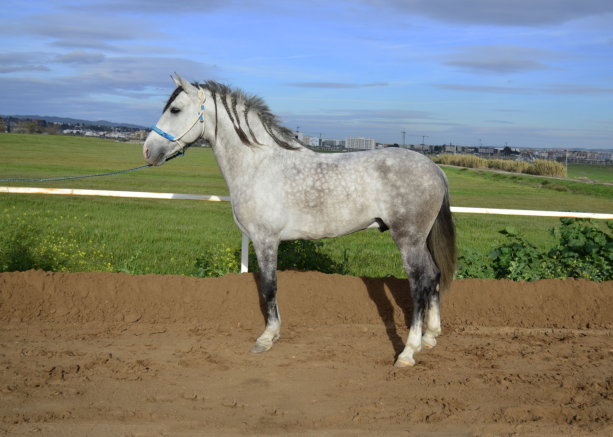 Listado de Caballos en Venta