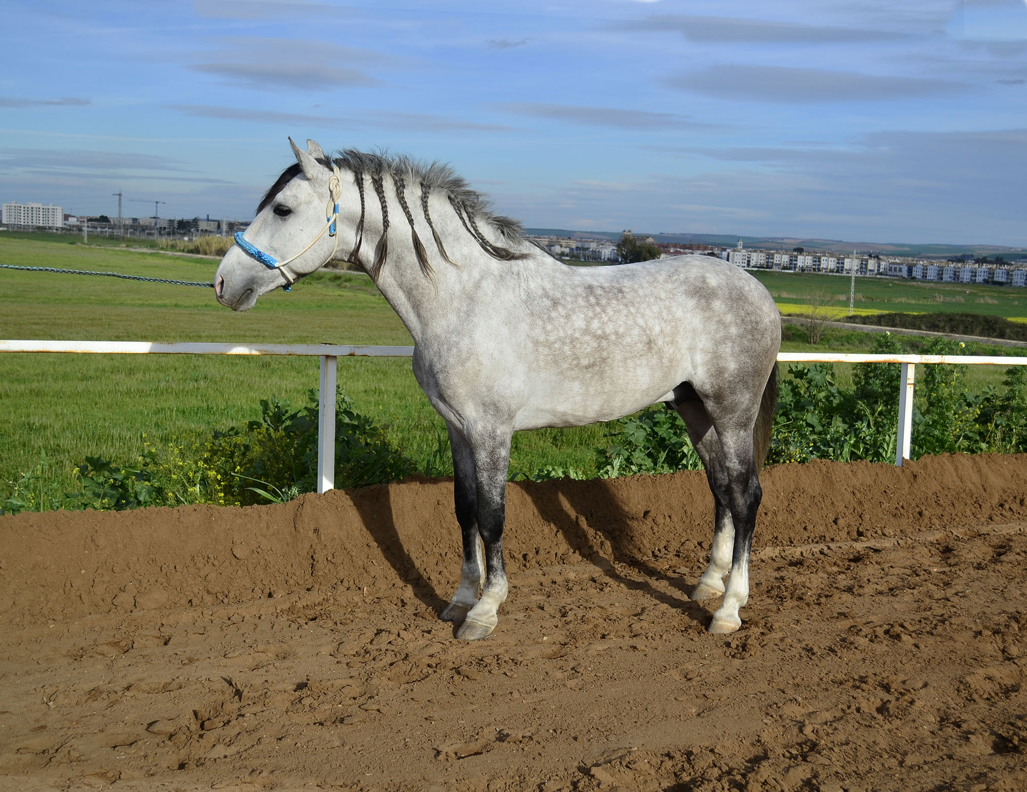 Listado de Caballos en Venta