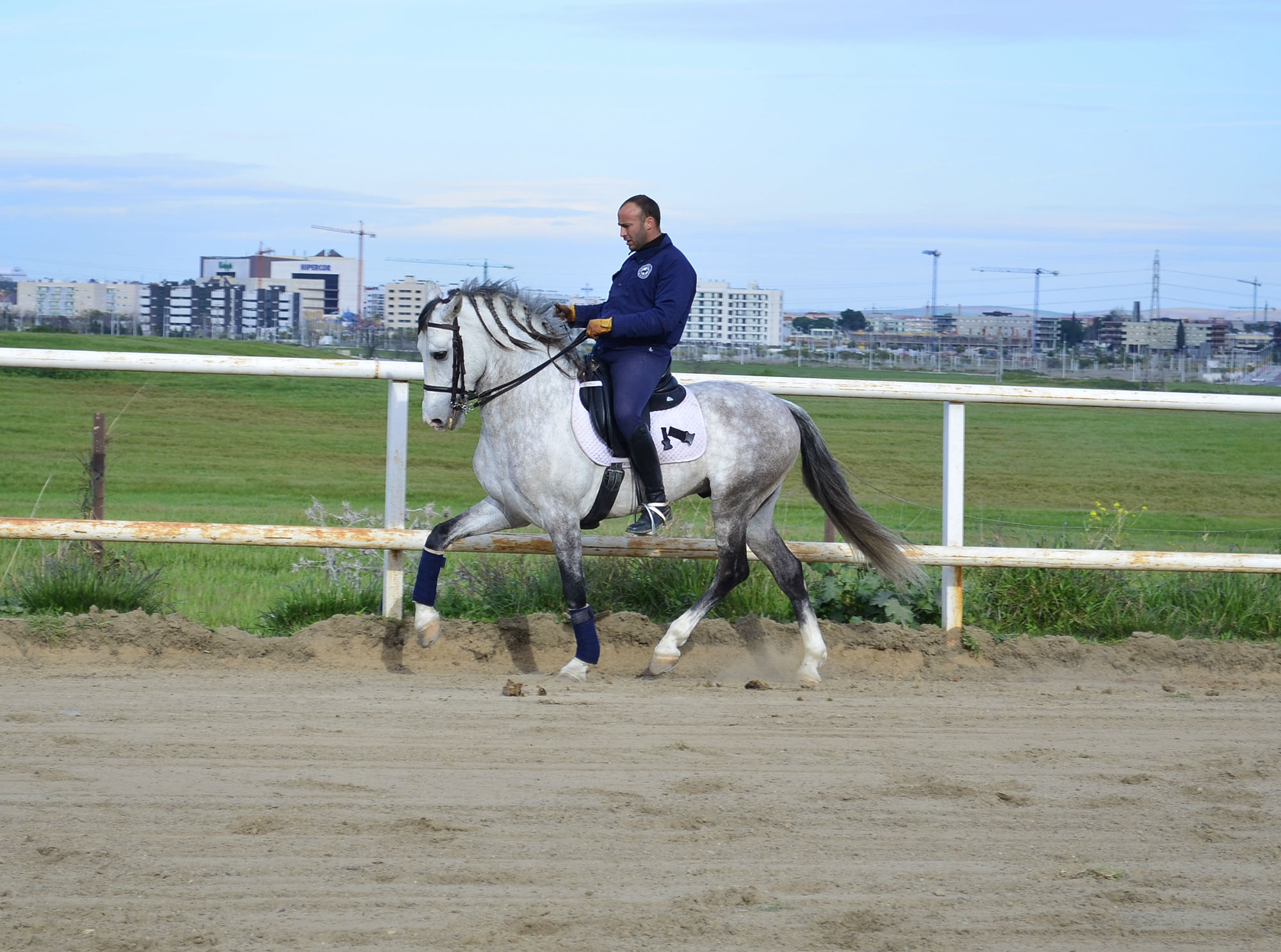 Listado de Caballos en Venta