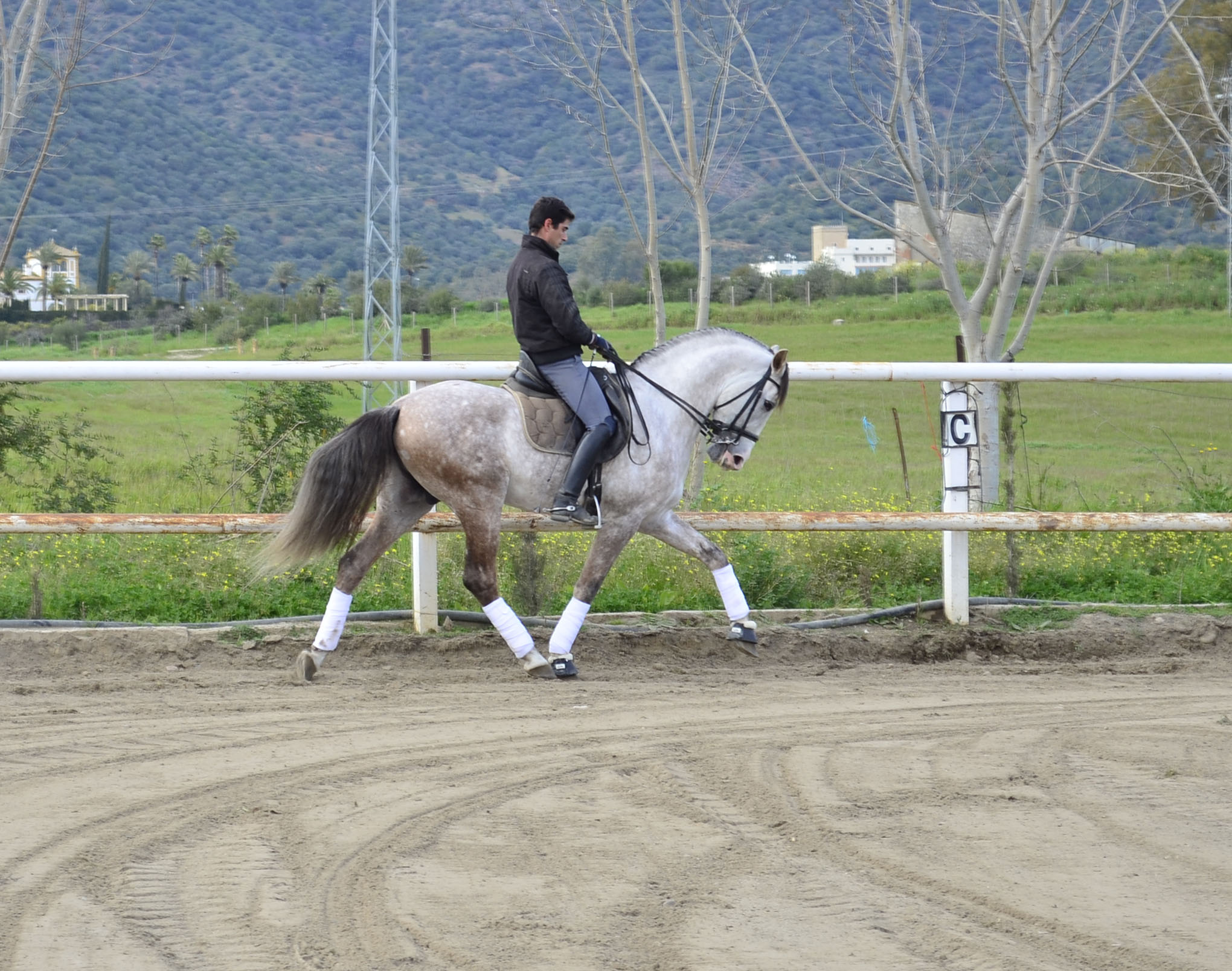 Listado de Caballos en Venta