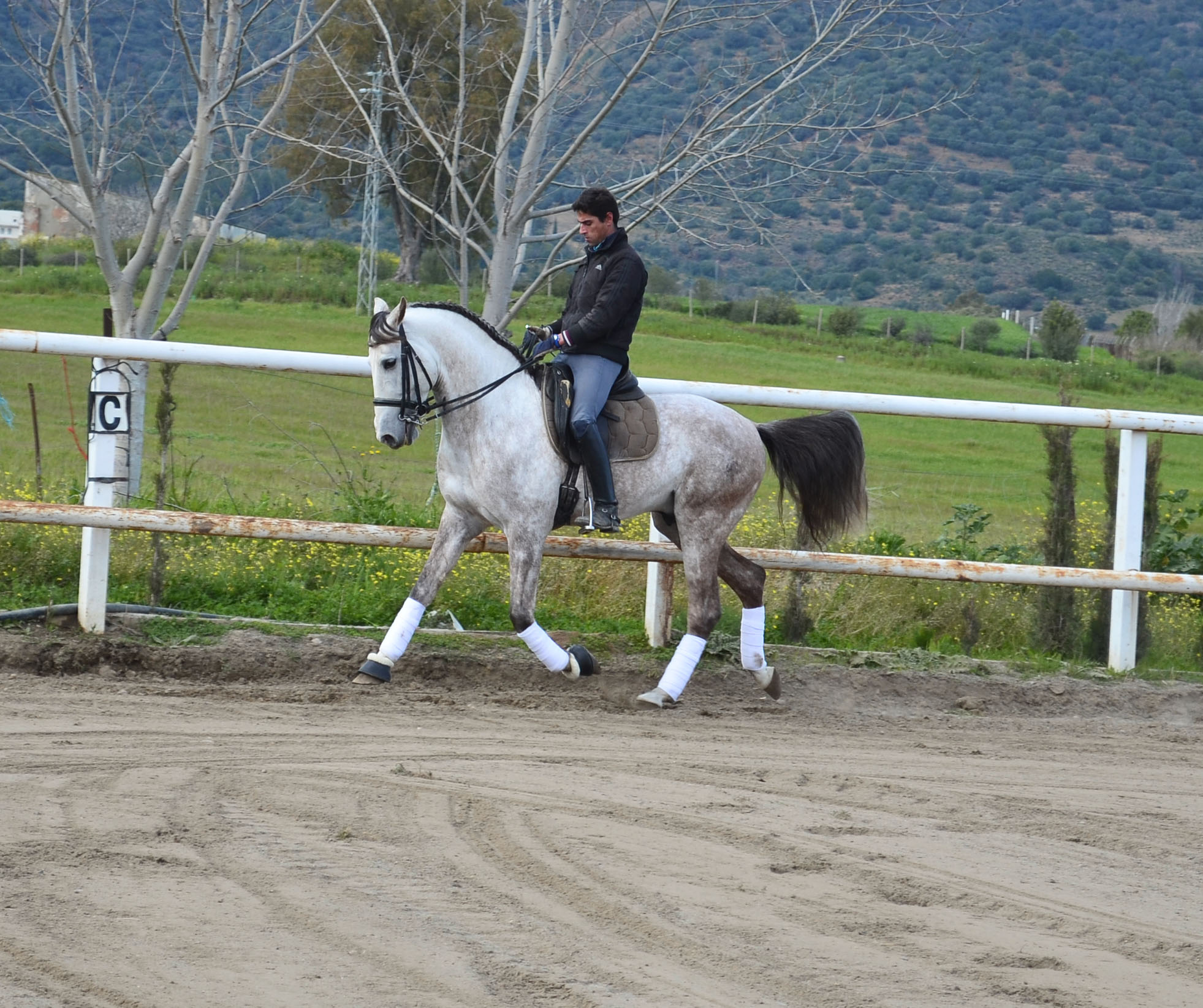 Listado de Caballos en Venta