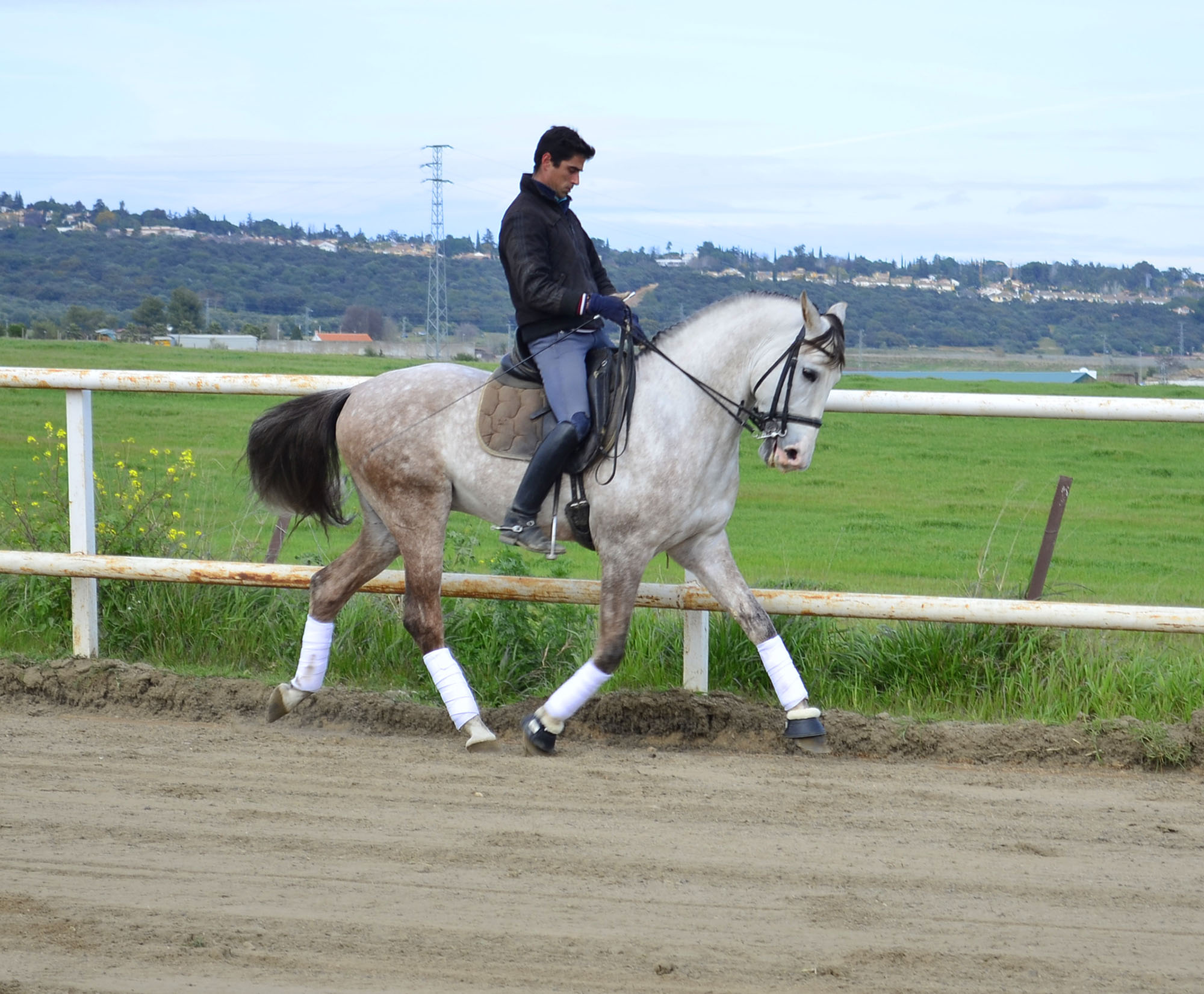 Listado de Caballos en Venta