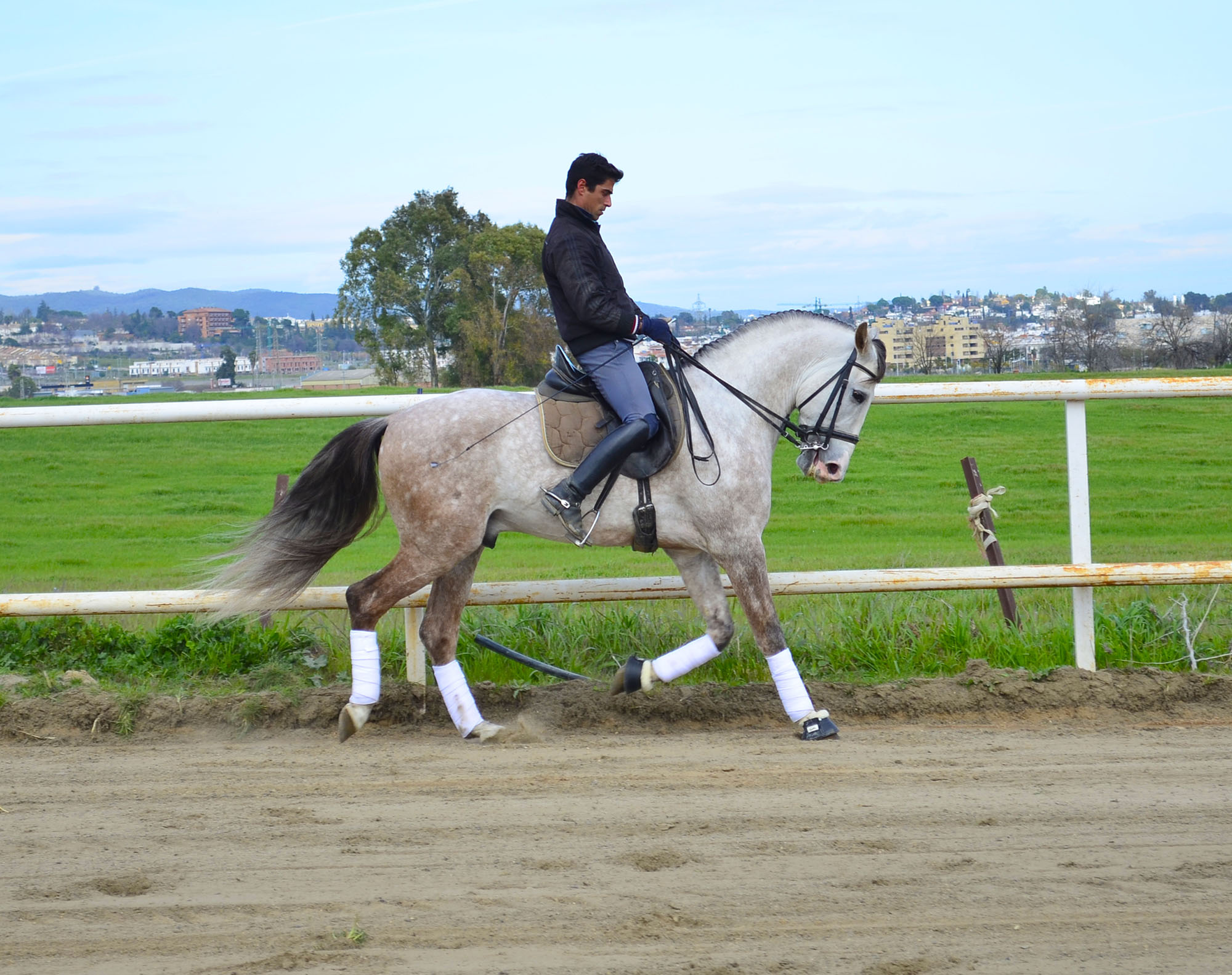 Listado de Caballos en Venta