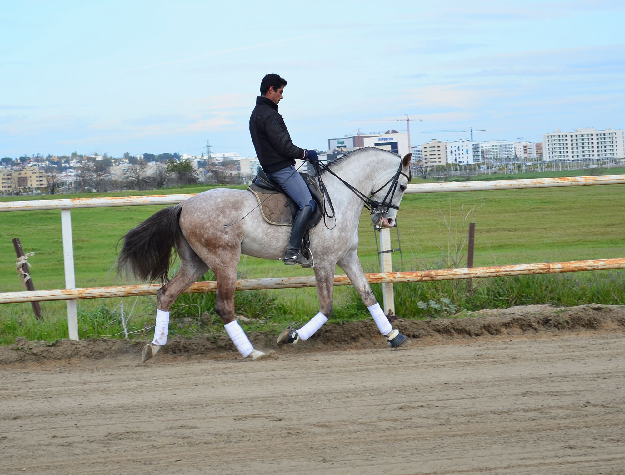 Listado de Caballos en Venta