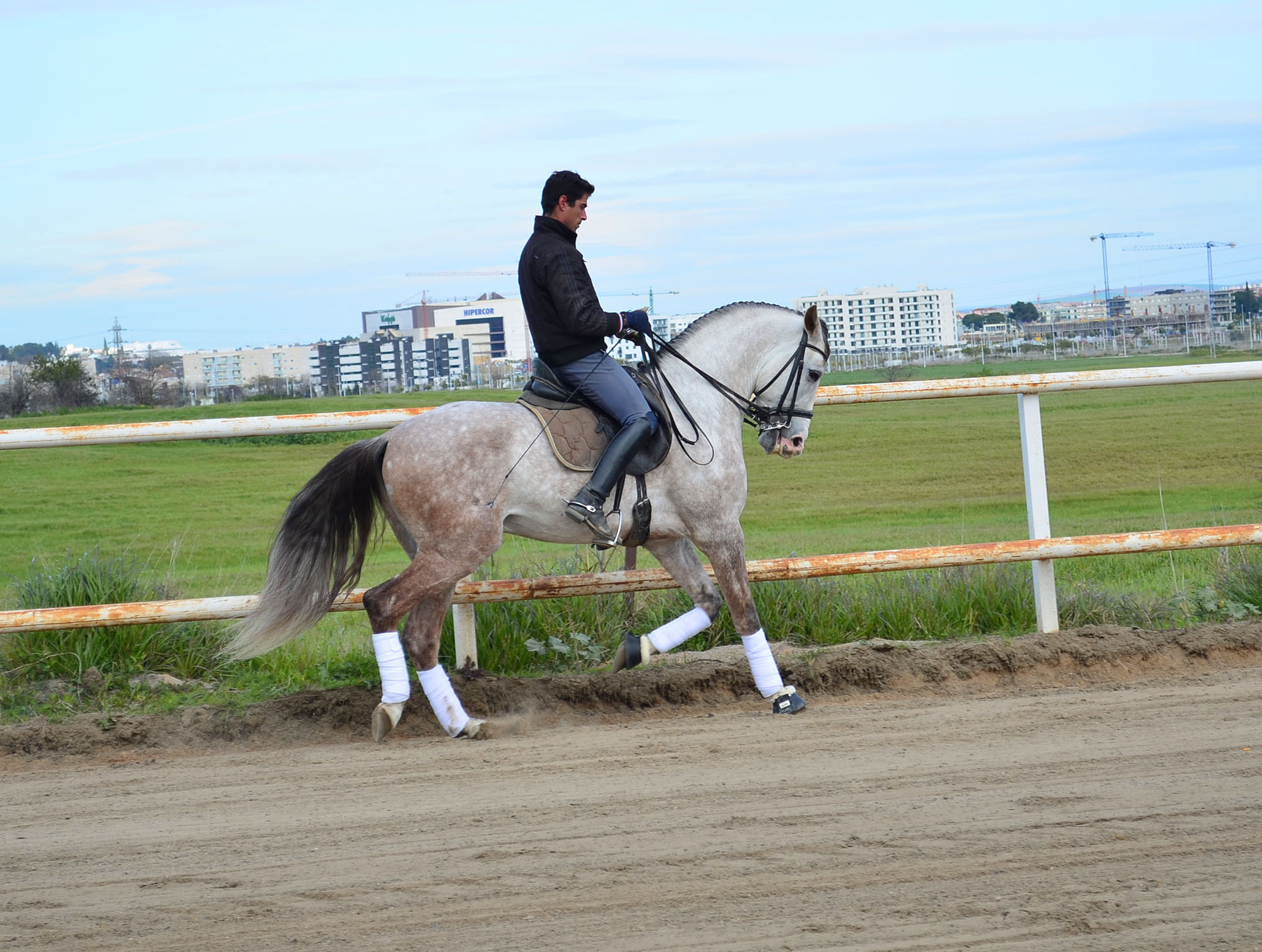 Listado de Caballos en Venta