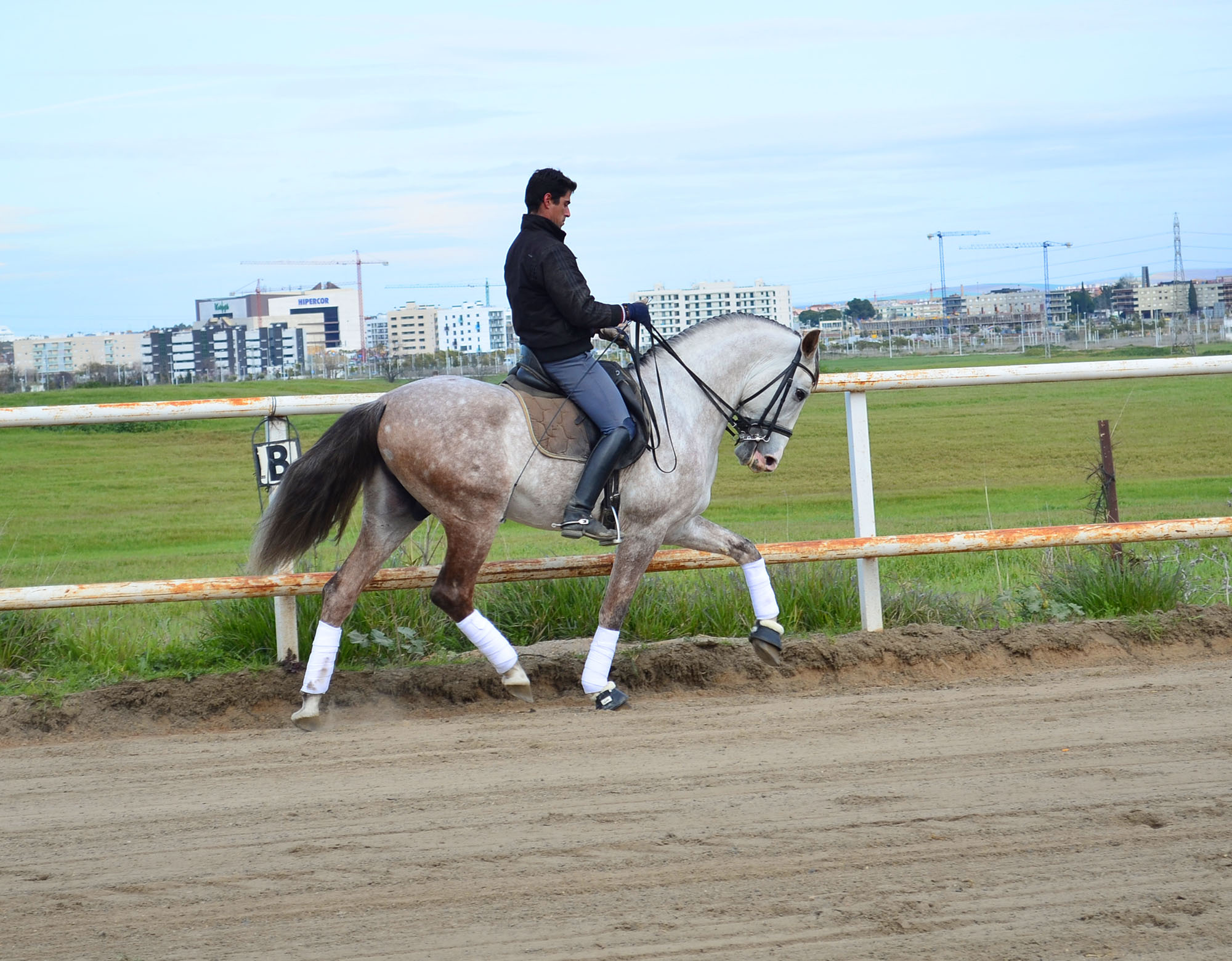 Listado de Caballos en Venta