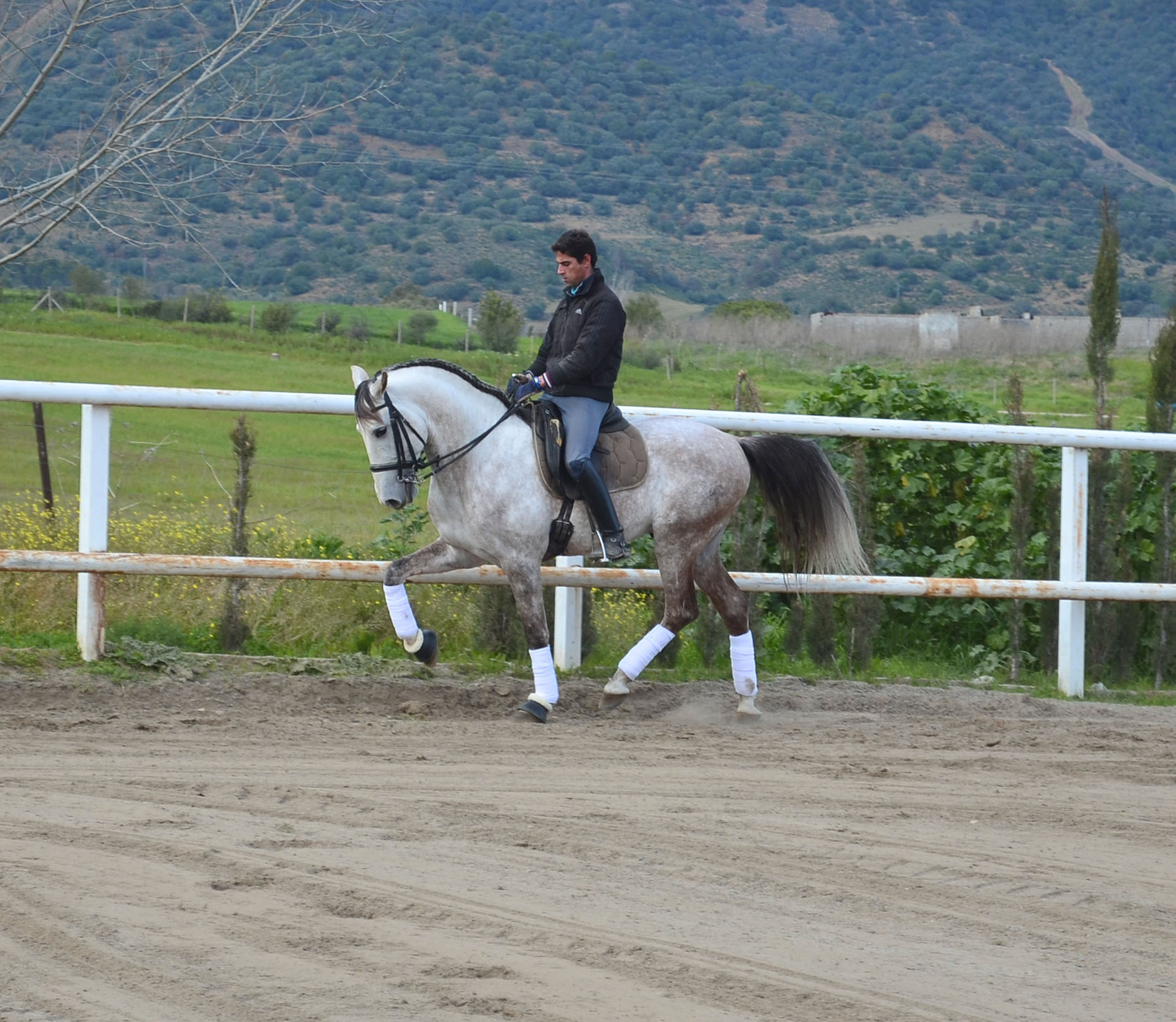 Listado de Caballos en Venta