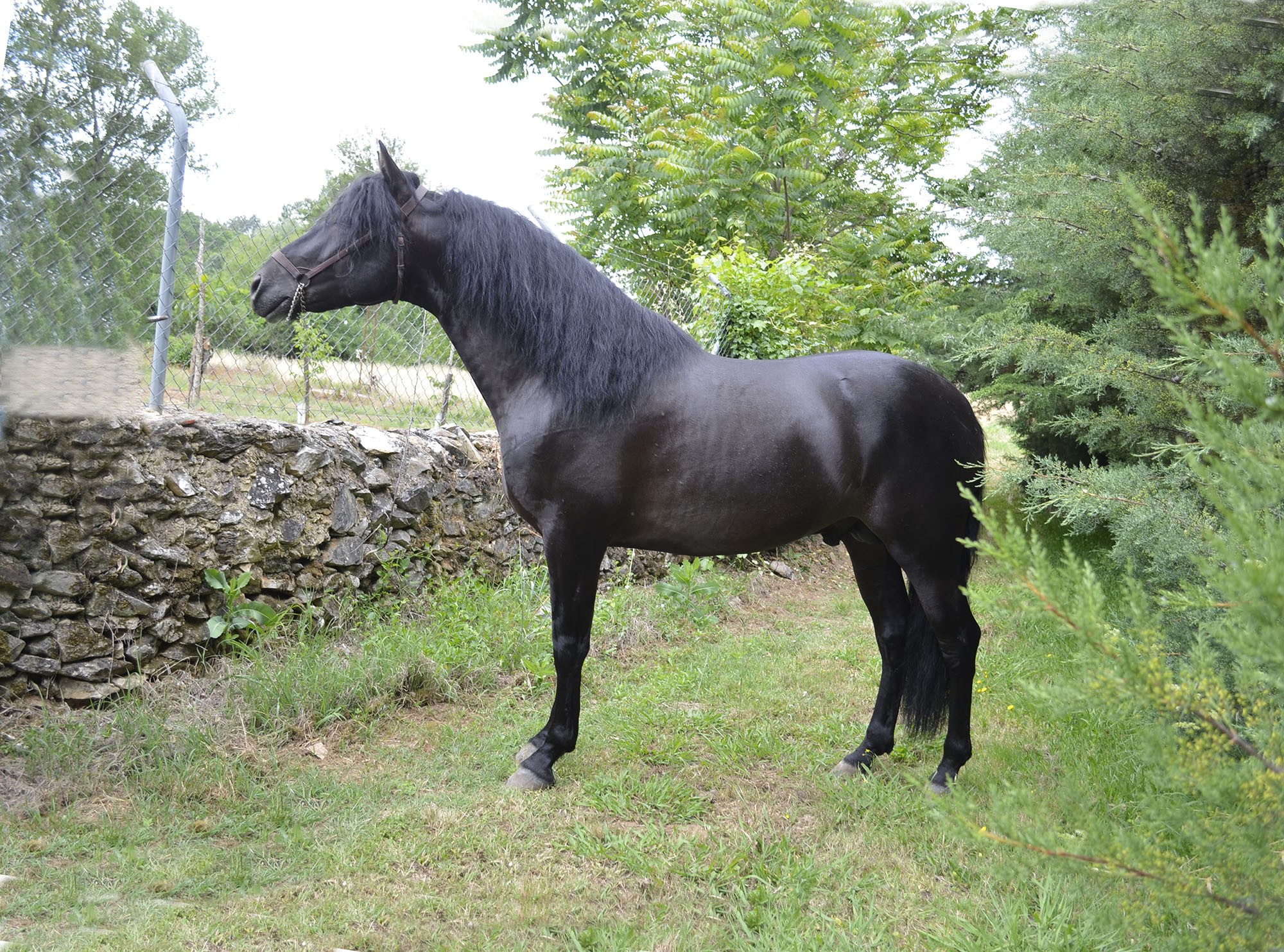 Caballo en Venta