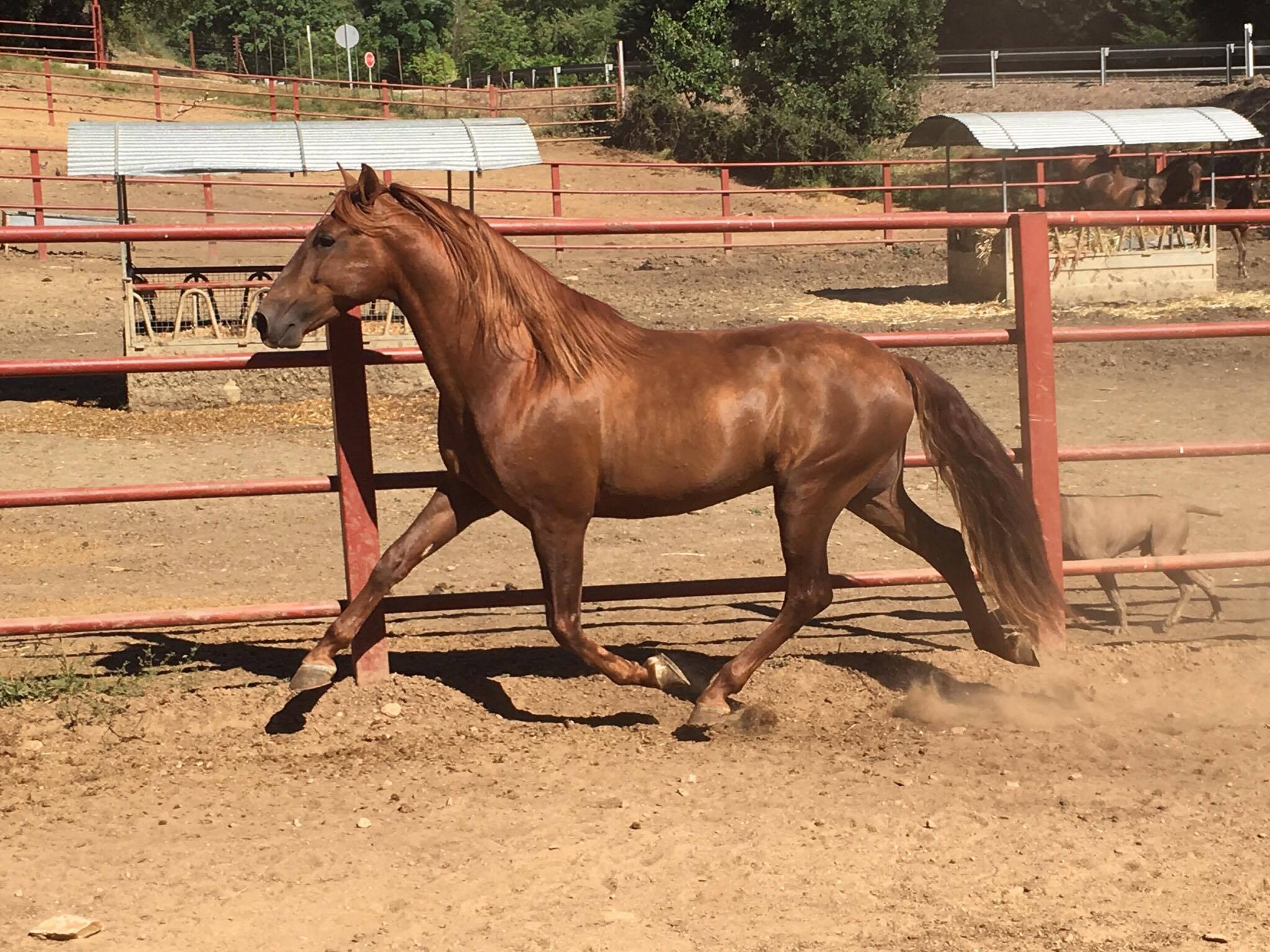 Listado de Caballos en Venta