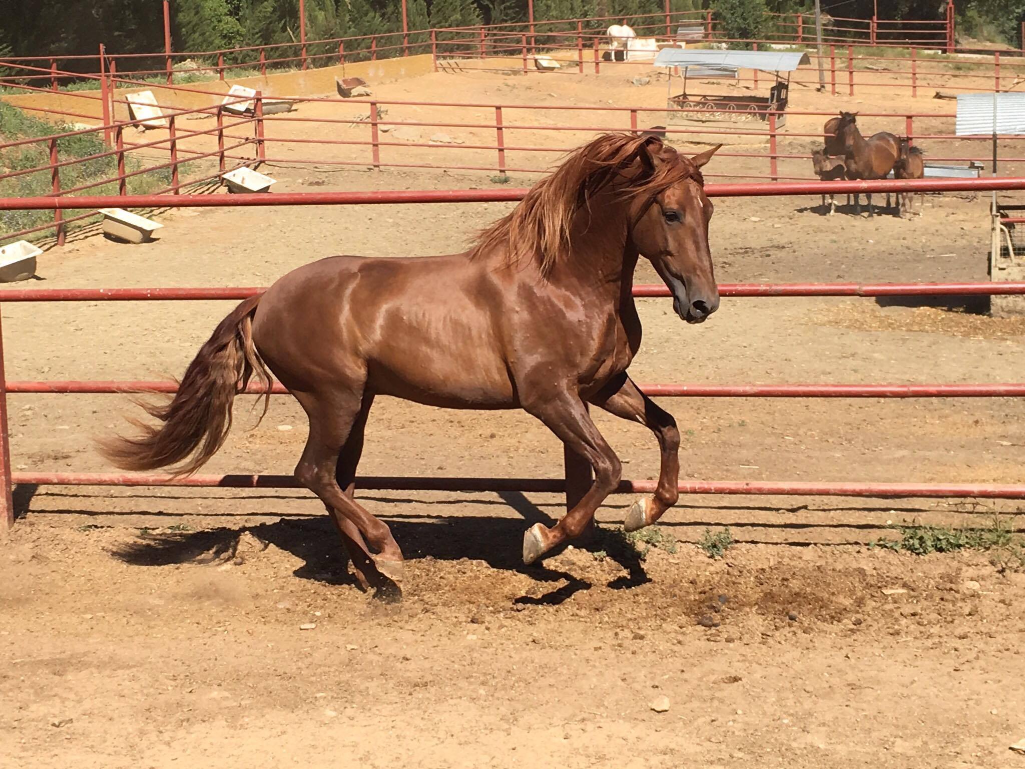 Listado de Caballos en Venta