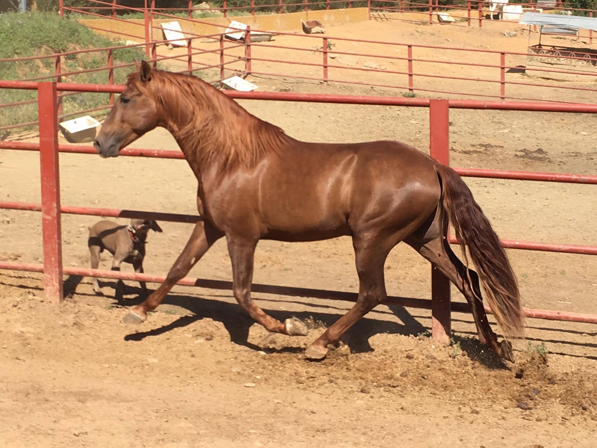 Listado de Caballos en Venta