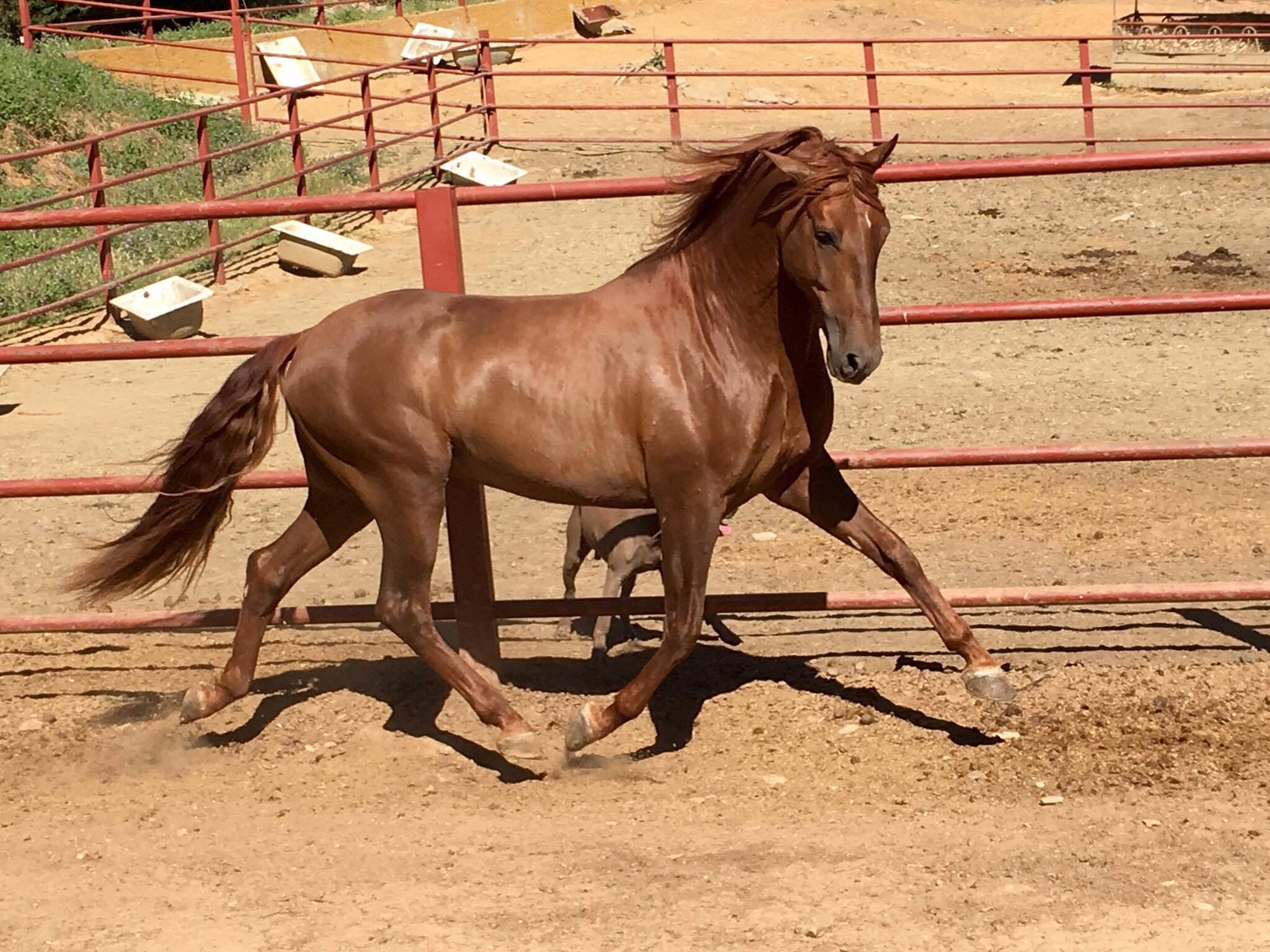 Comprar Caballo