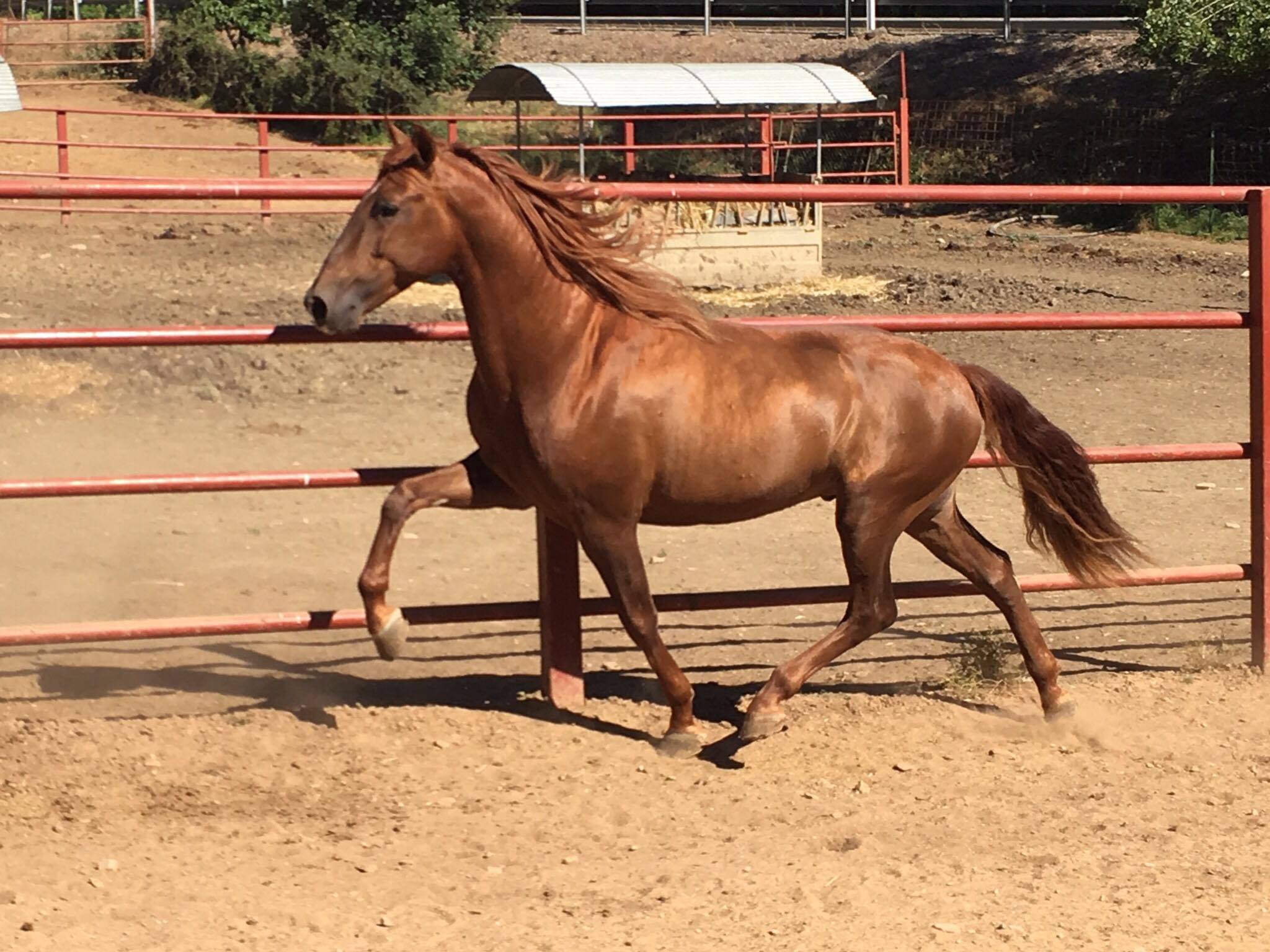 Listado de Caballos en Venta